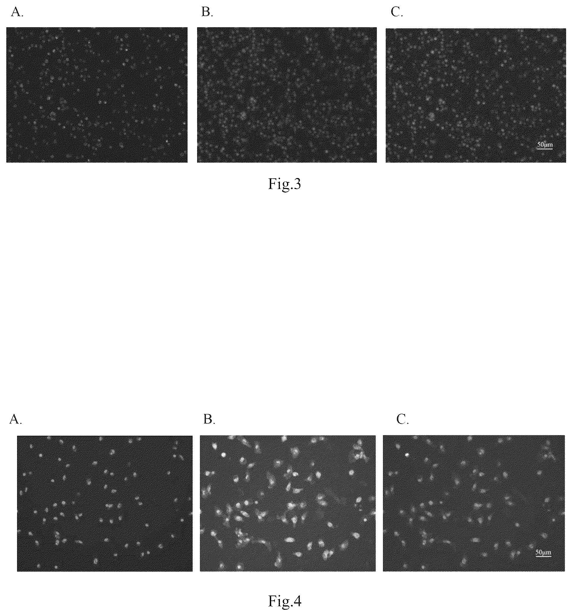 Patent US12098395 Figure 3 – Polypeptide with function of targeting recognition of immune cells and application thereof