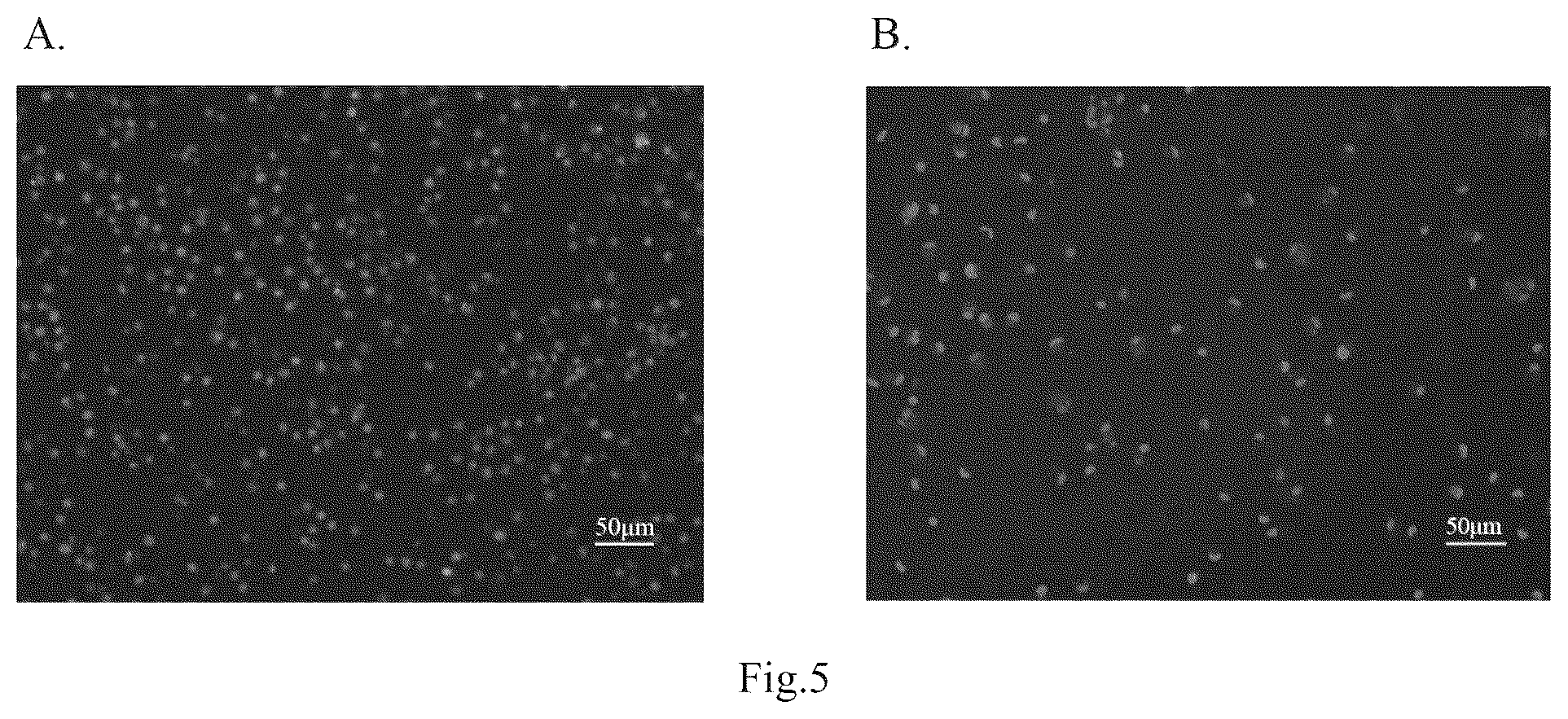 Patent US12098395 Figure 4 – Polypeptide with function of targeting recognition of immune cells and application thereof