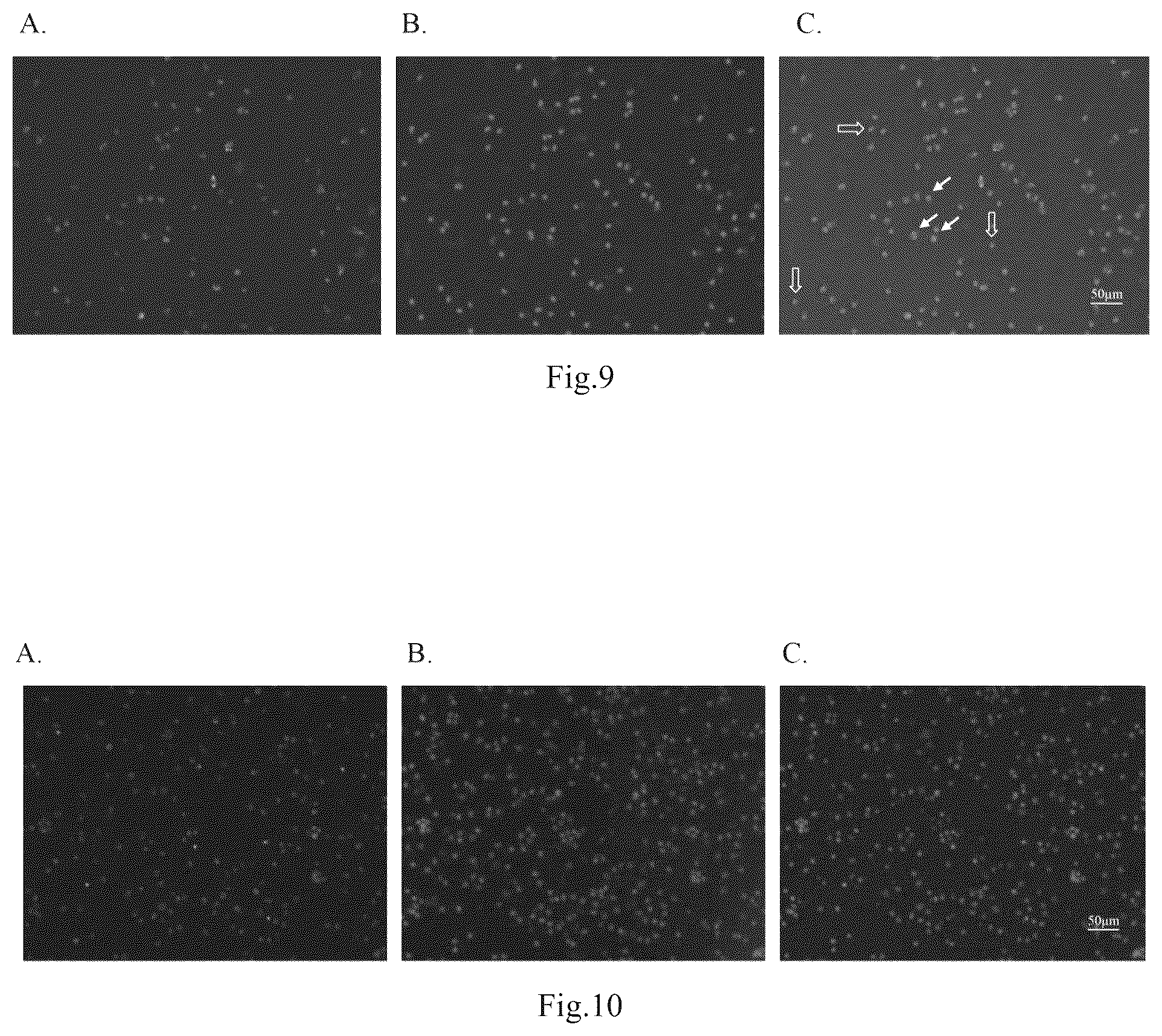 Patent US12098395 Figure 8 – Polypeptide with function of targeting recognition of immune cells and application thereof