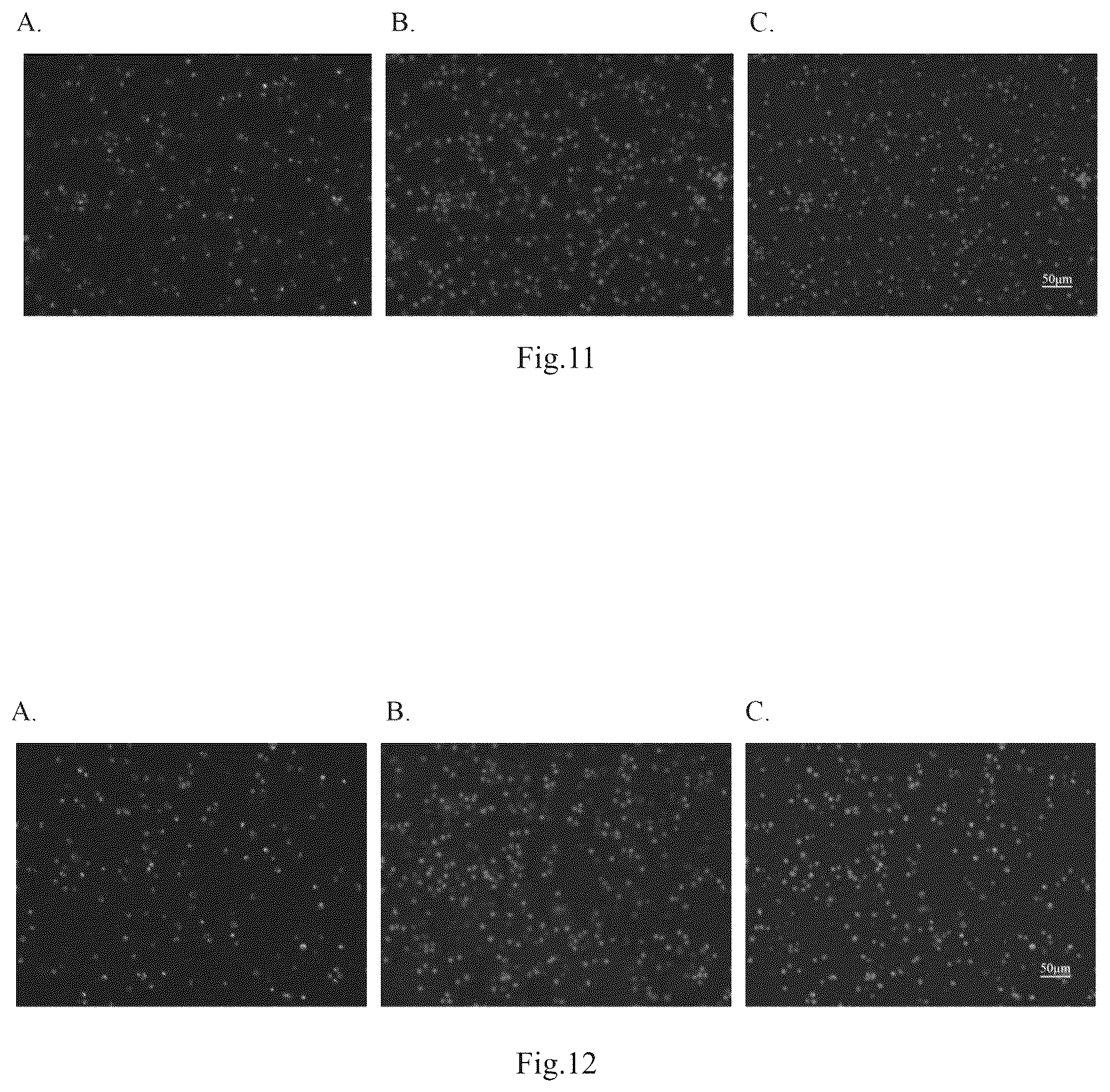Patent US12098395 Figure 9 – Polypeptide with function of targeting recognition of immune cells and application thereof