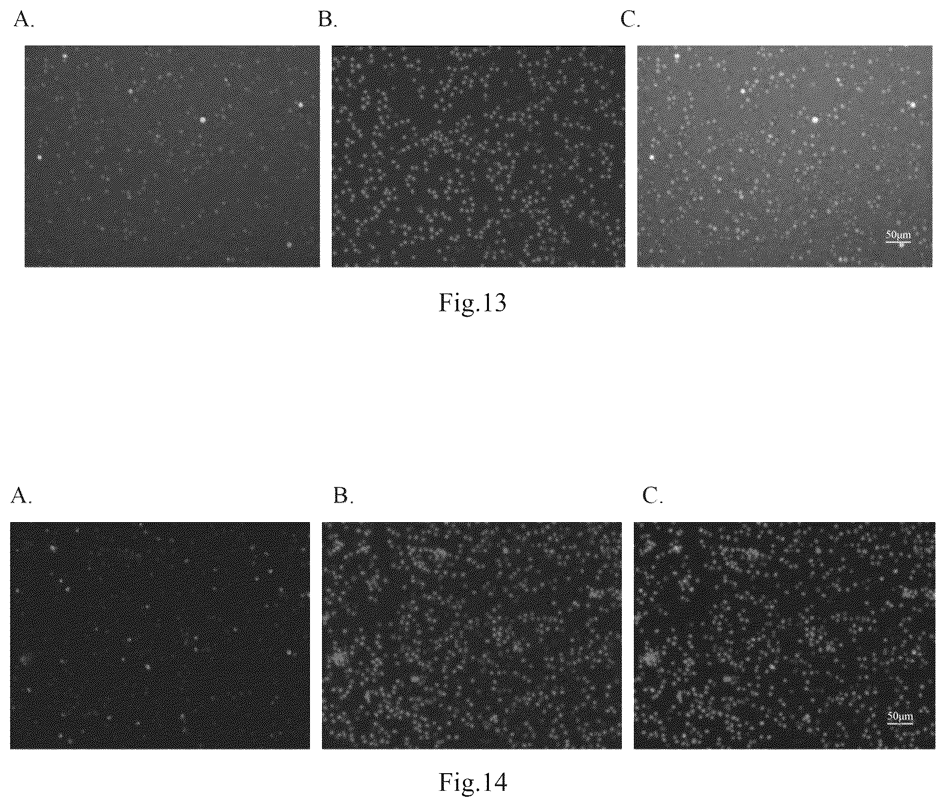 Patent US12098395 Figure 10 – Polypeptide with function of targeting recognition of immune cells and application thereof