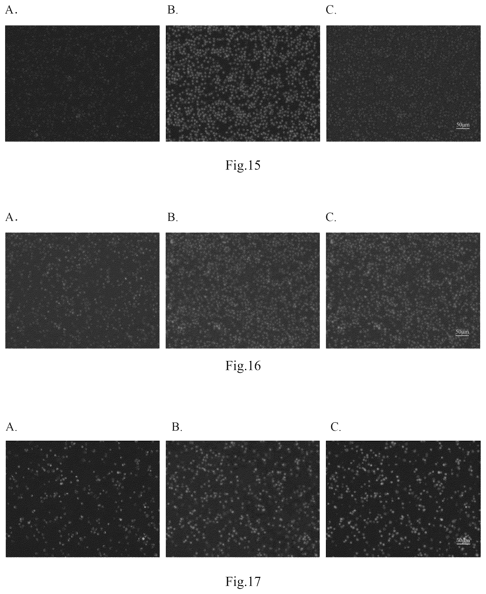 Patent US12098395 Figure 11 – Polypeptide with function of targeting recognition of immune cells and application thereof