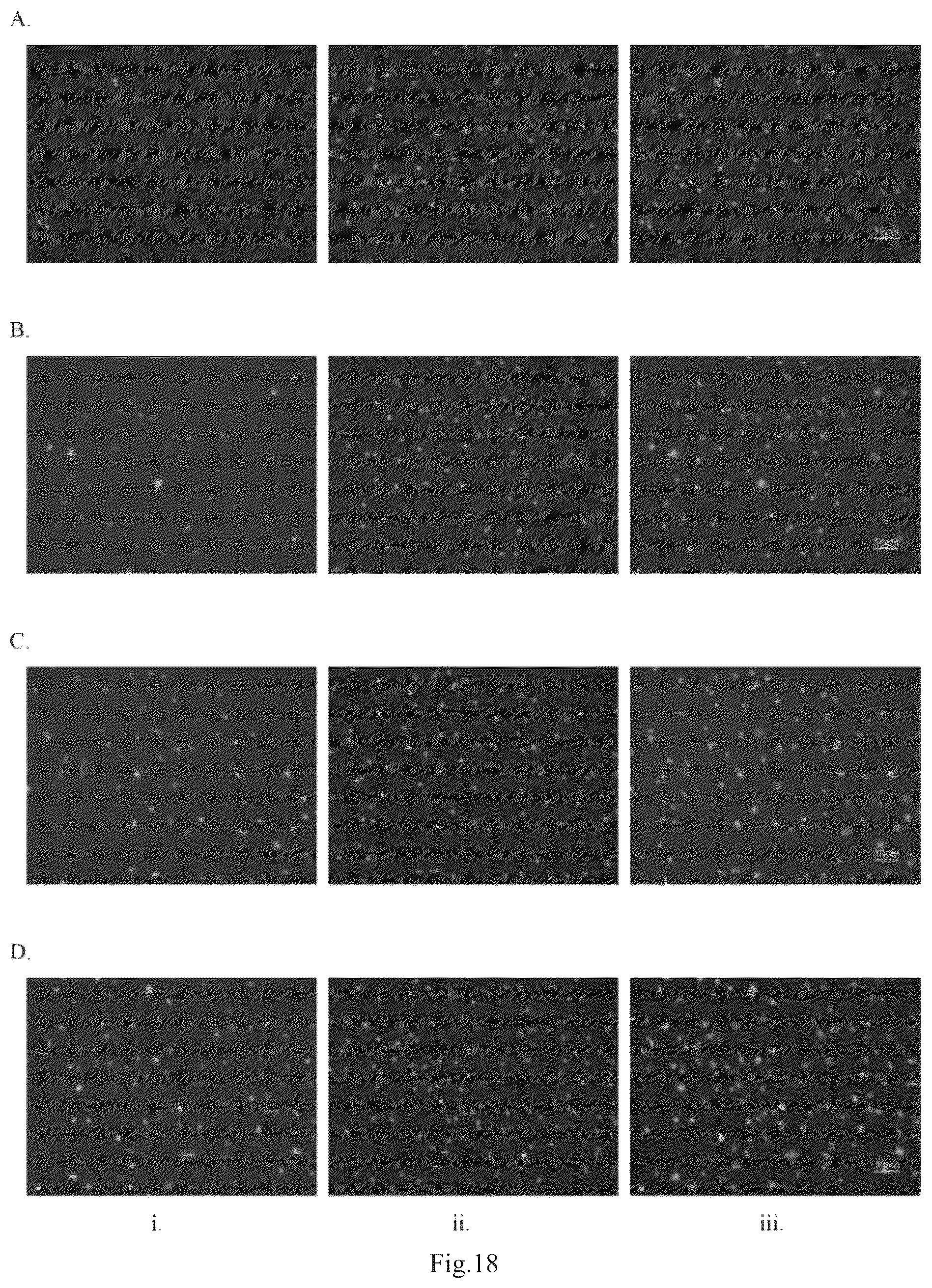 Patent US12098395 Figure 12 – Polypeptide with function of targeting recognition of immune cells and application thereof