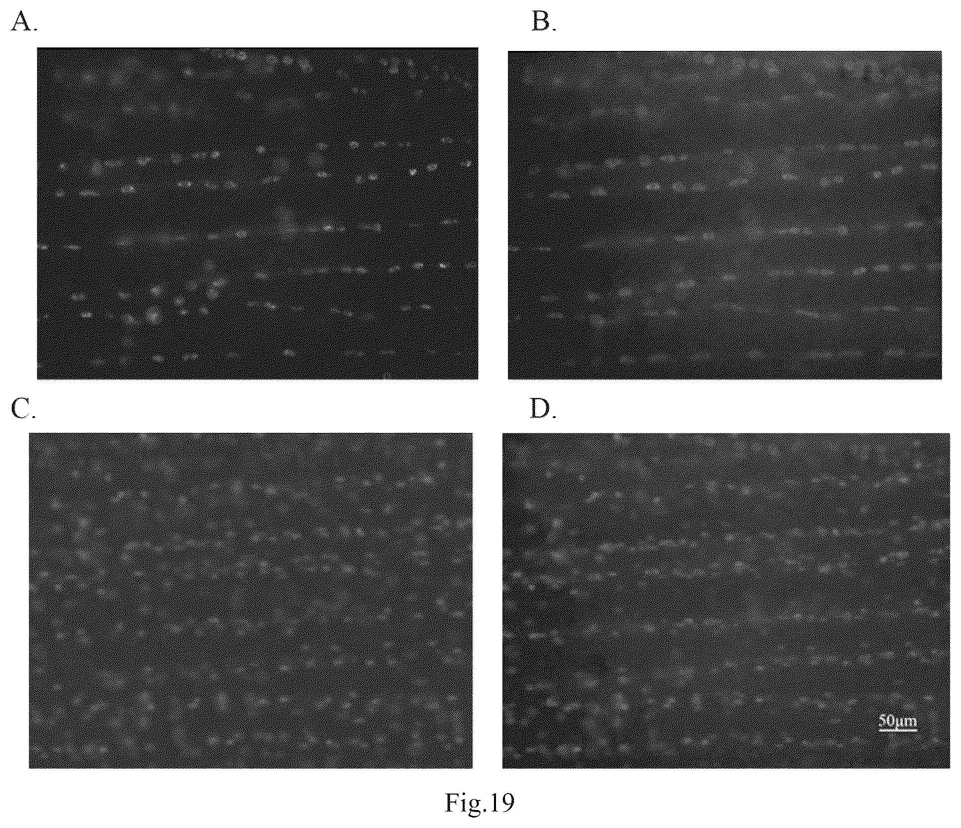 Patent US12098395 Figure 13 – Polypeptide with function of targeting recognition of immune cells and application thereof