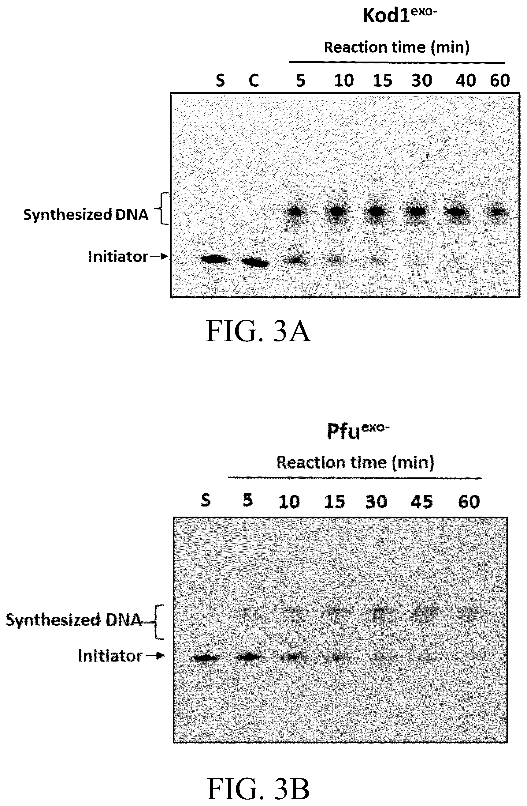 Patent US12098396 Figure 11 – Polymerase variants for template-independent enzymatic nucleic acids synthesis and kit comprising the same