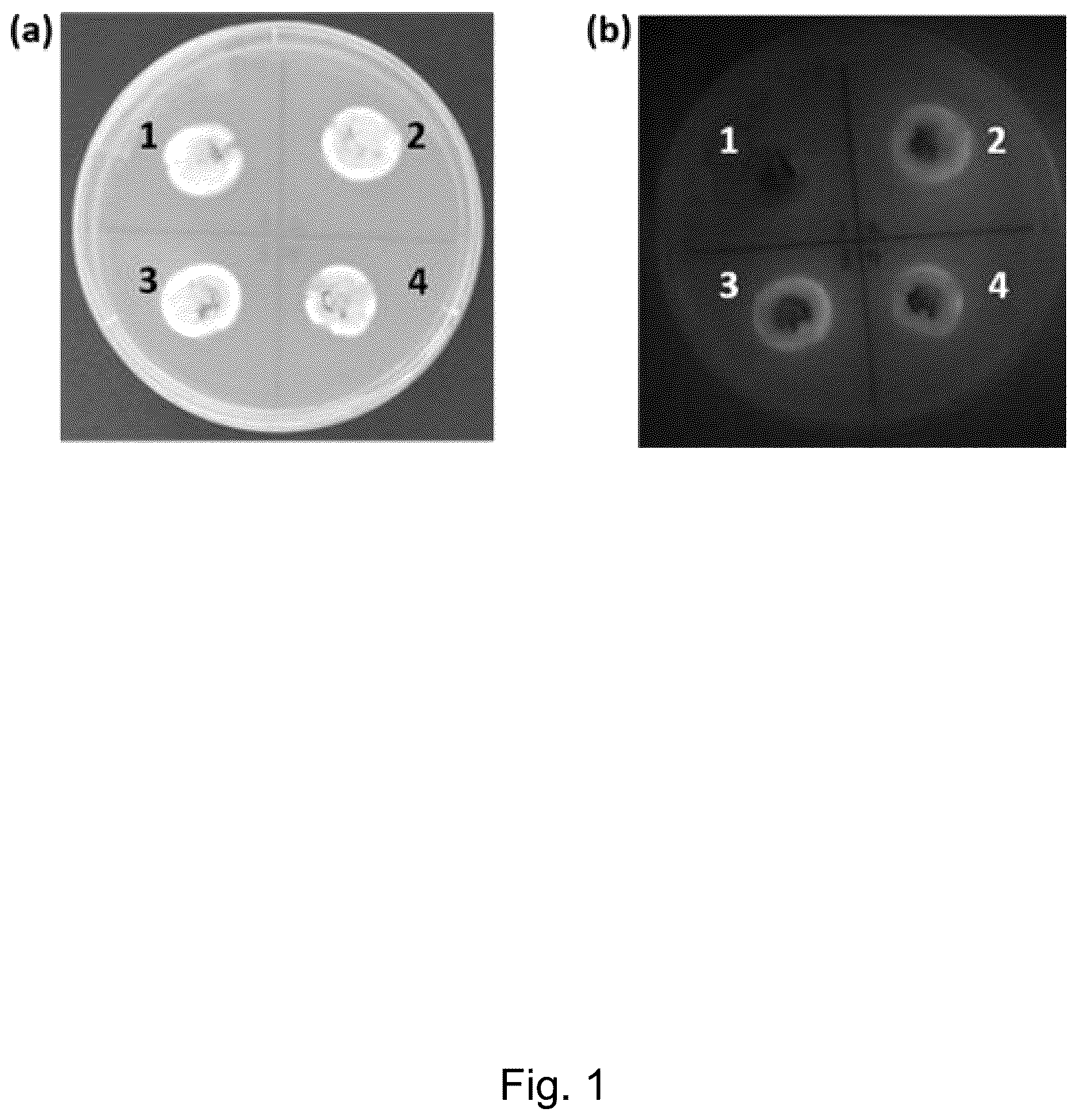 Patent US12098397 Figure 1 – Materials and methods for producing alkaloids