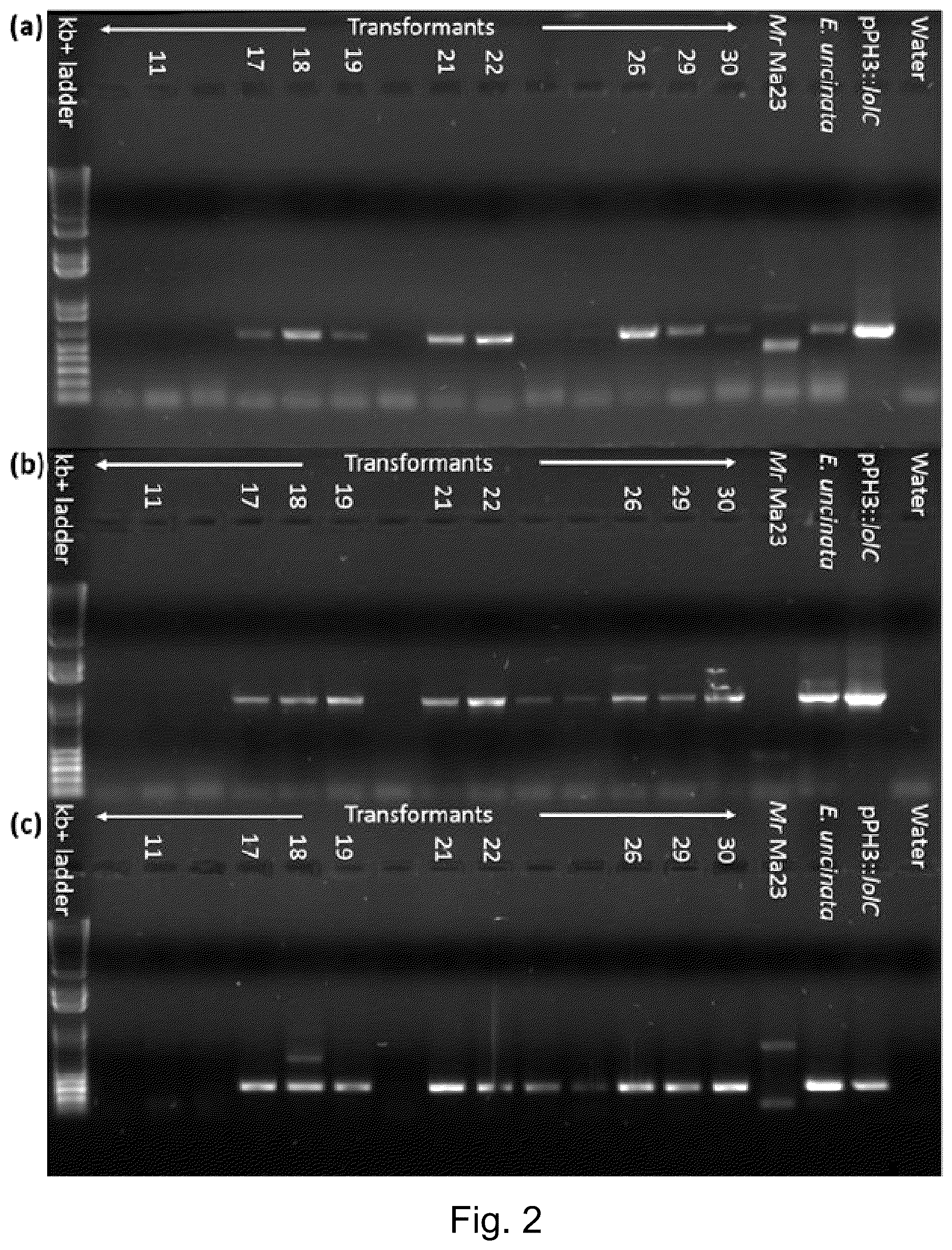 Patent US12098397 Figure 2 – Materials and methods for producing alkaloids