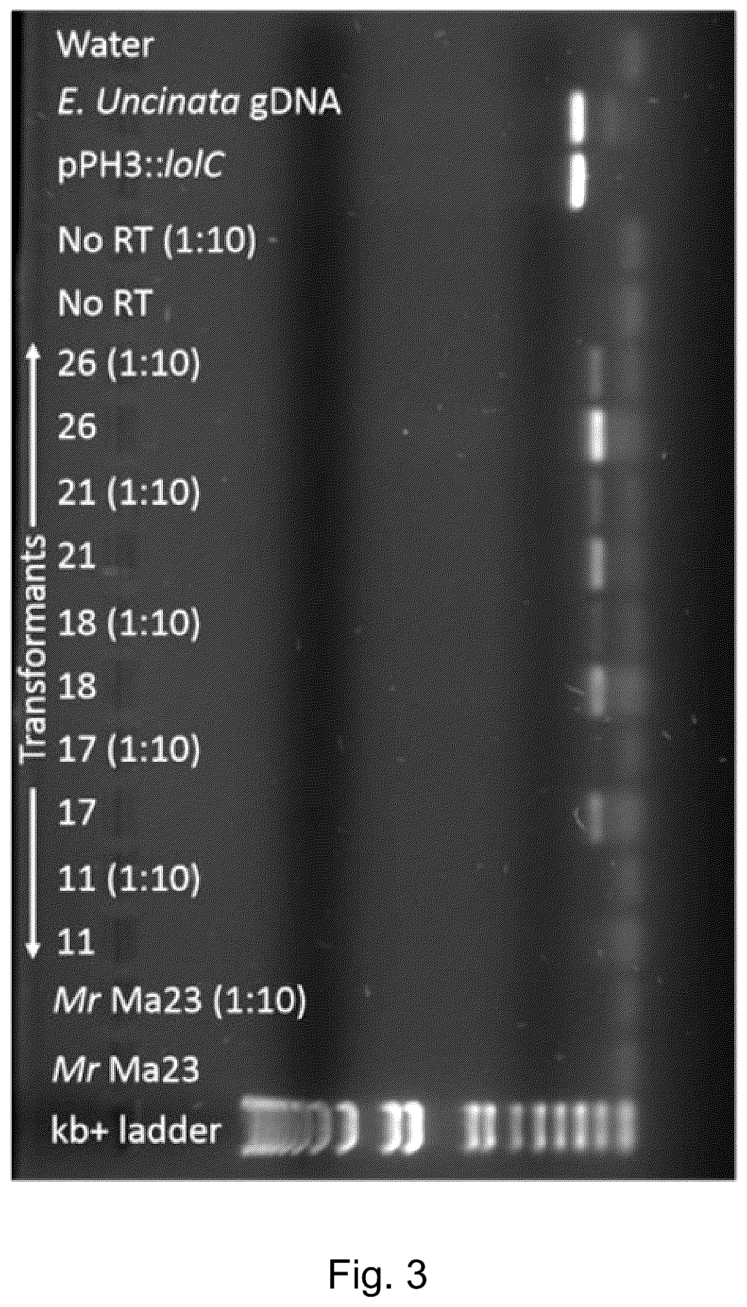 Patent US12098397 Figure 3 – Materials and methods for producing alkaloids