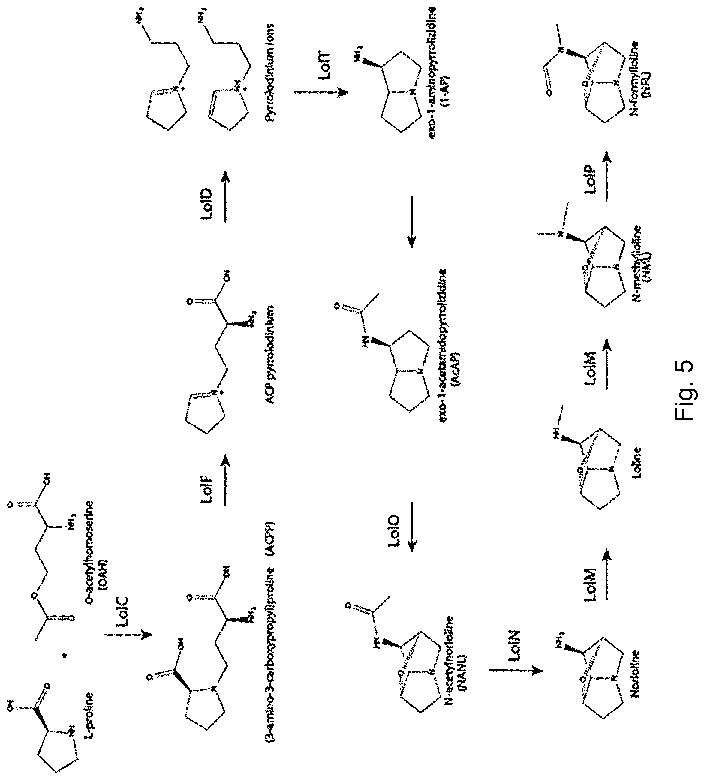 Patent US12098397 Figure 5 – Materials and methods for producing alkaloids