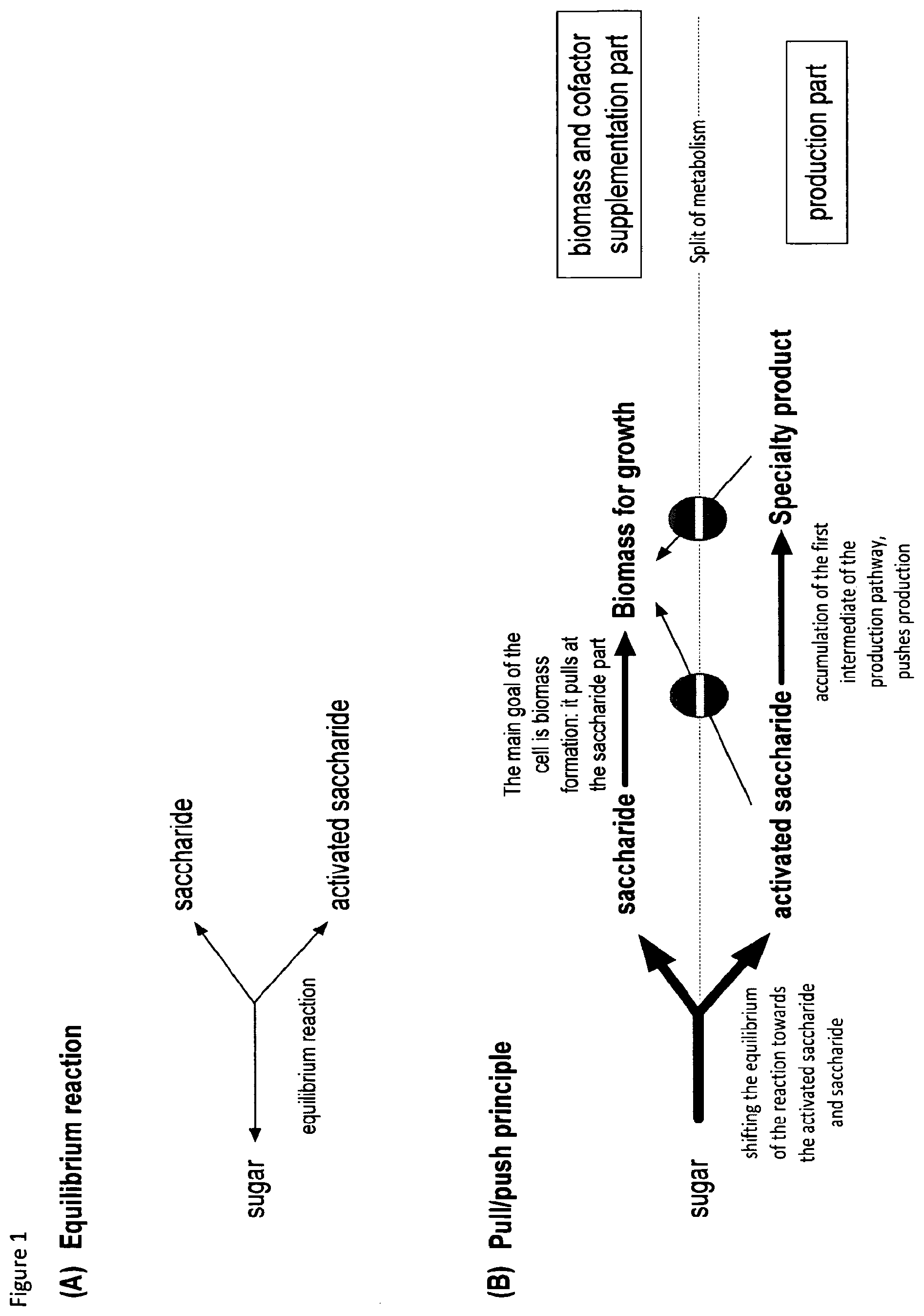 Patent US12098403 Figure 1 – Metabolically engineered organisms for the production of added value bio-products