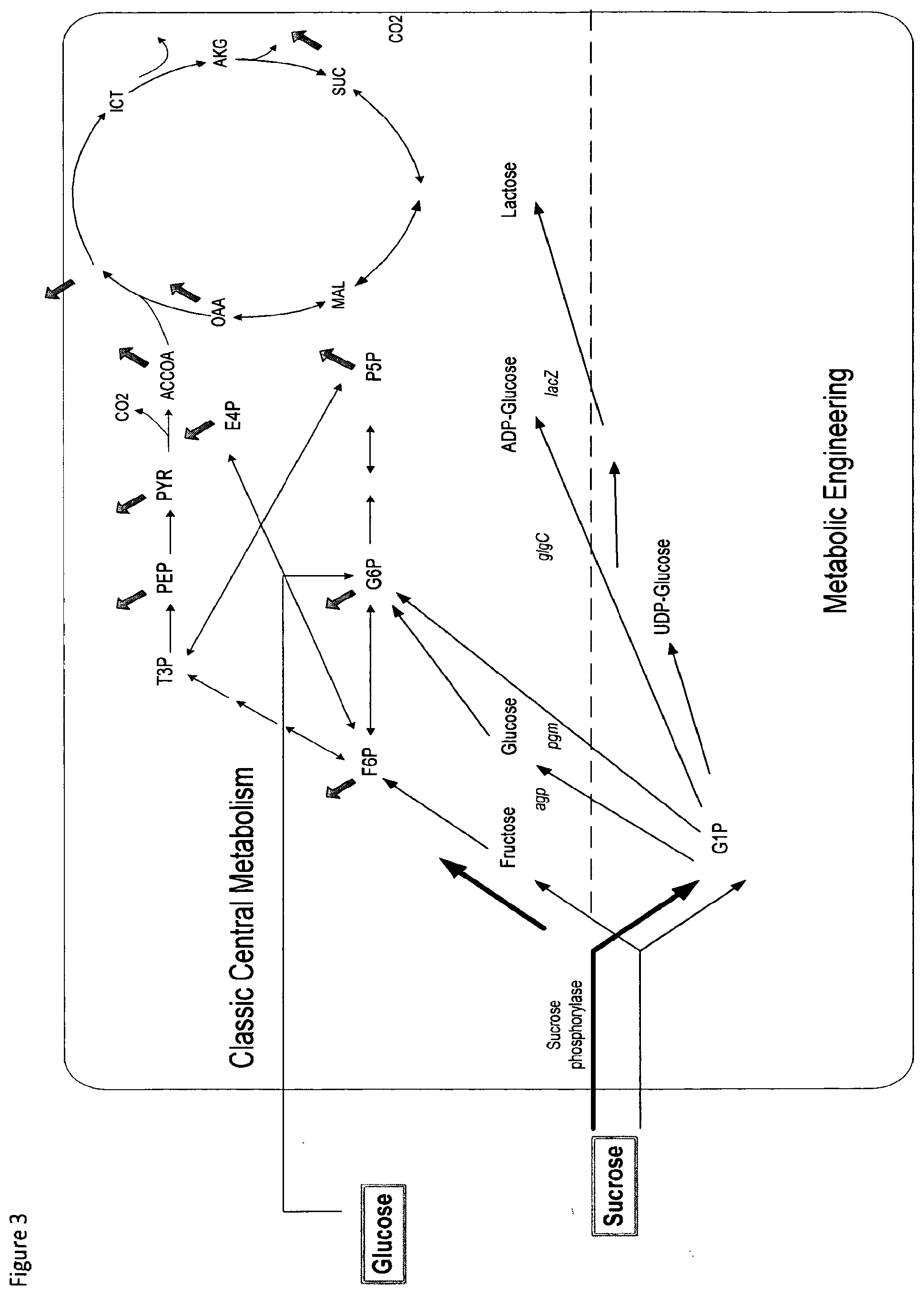 Patent US12098403 Figure 3 – Metabolically engineered organisms for the production of added value bio-products