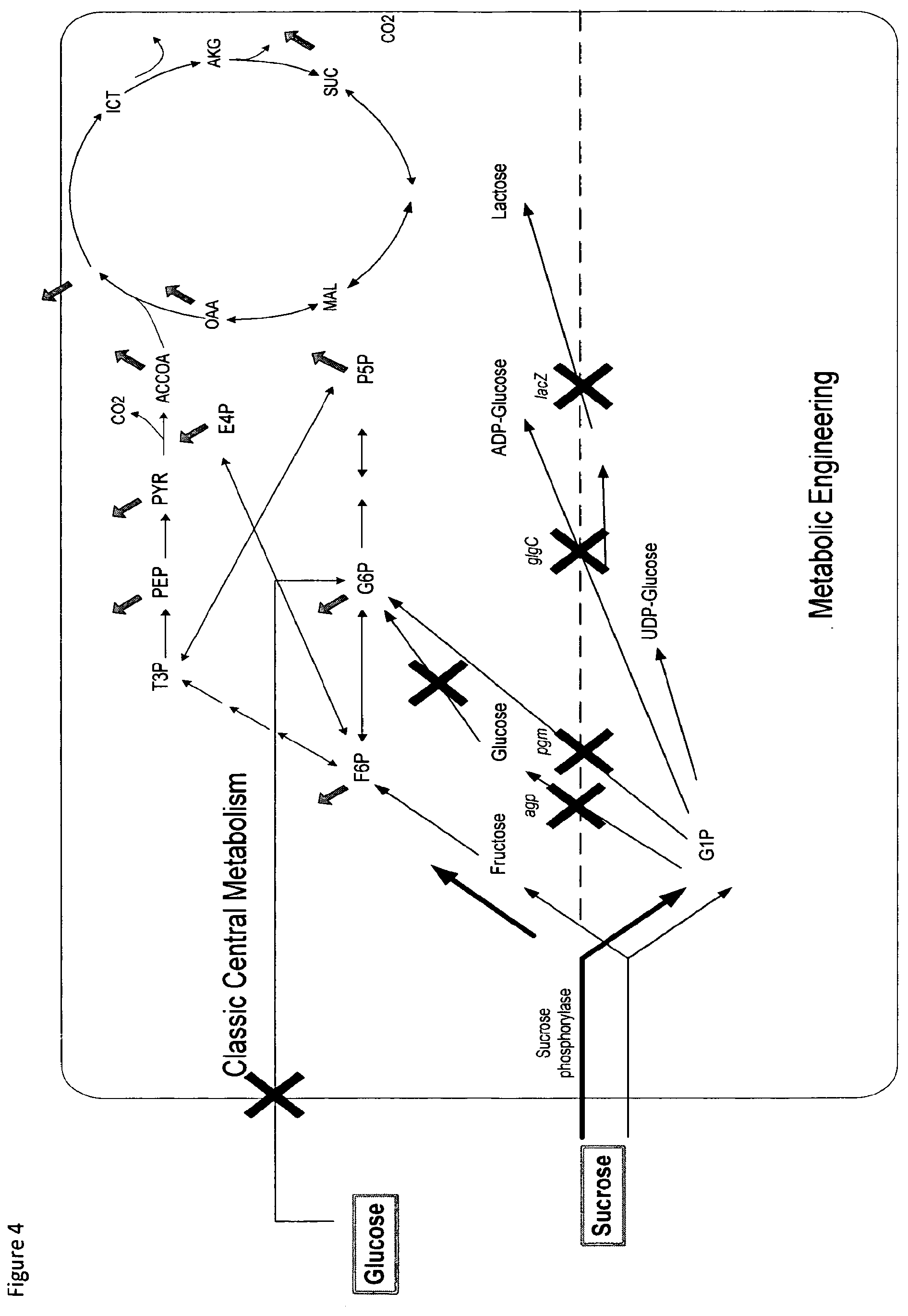 Patent US12098403 Figure 4 – Metabolically engineered organisms for the production of added value bio-products