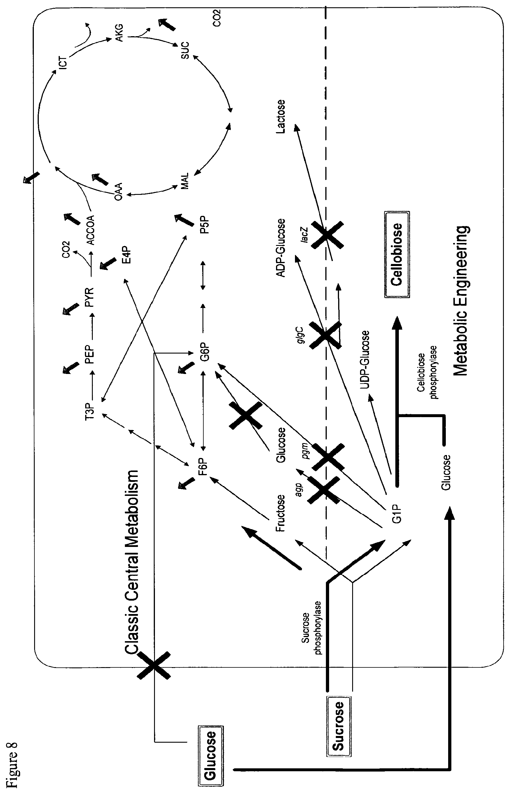 Patent US12098403 Figure 8 – Metabolically engineered organisms for the production of added value bio-products