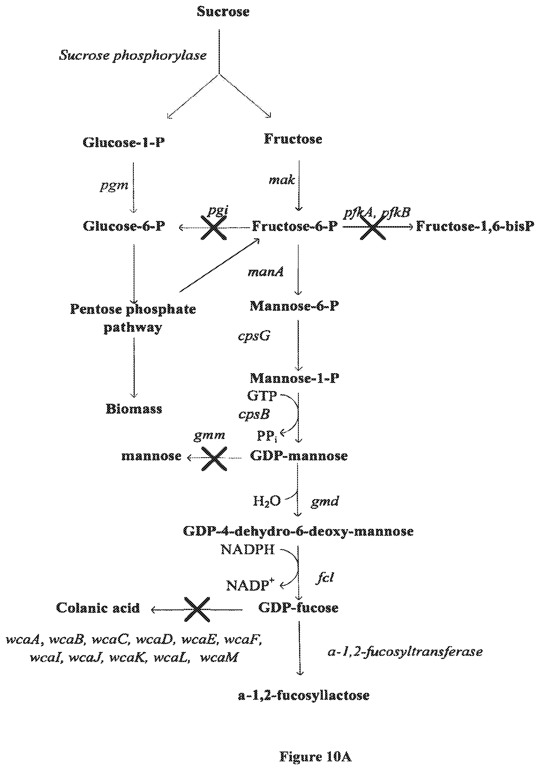 Patent US12098403 Figure 10 – Metabolically engineered organisms for the production of added value bio-products