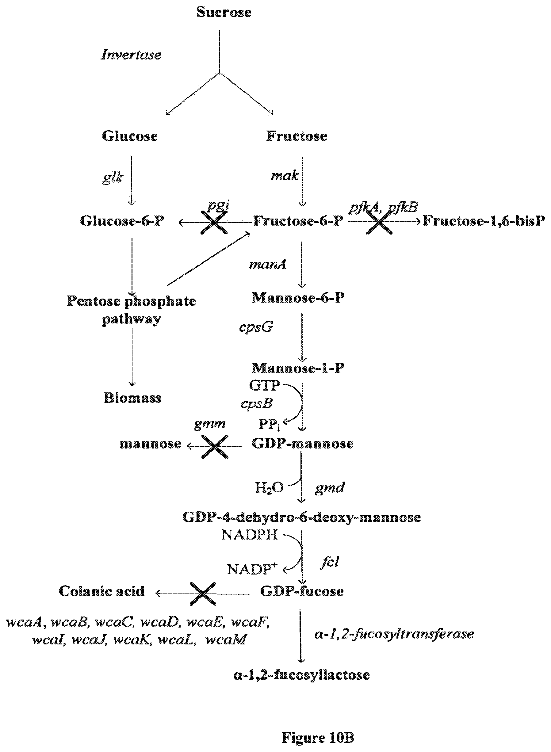 Patent US12098403 Figure 11 – Metabolically engineered organisms for the production of added value bio-products