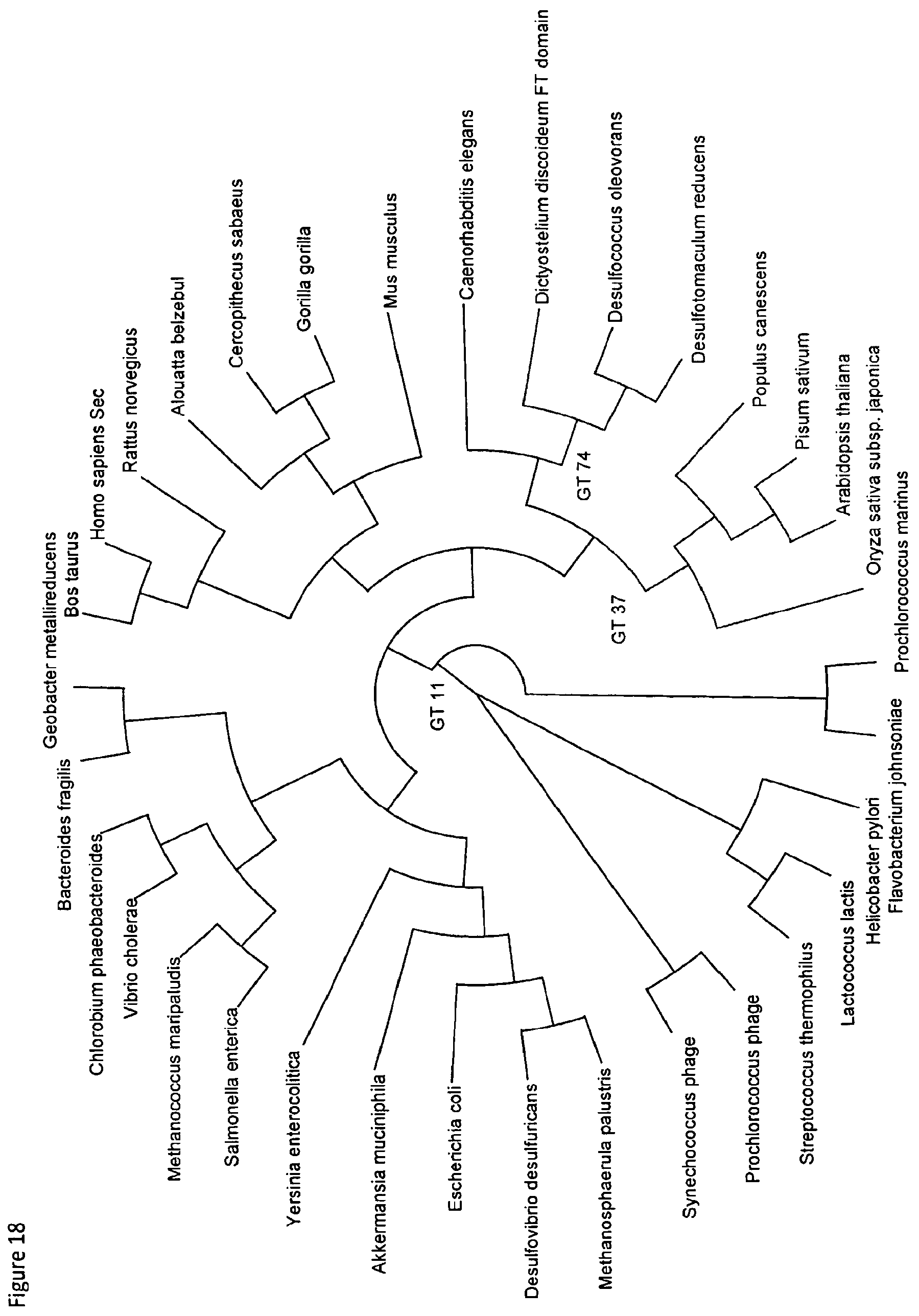 Patent US12098403 Figure 18 – Metabolically engineered organisms for the production of added value bio-products
