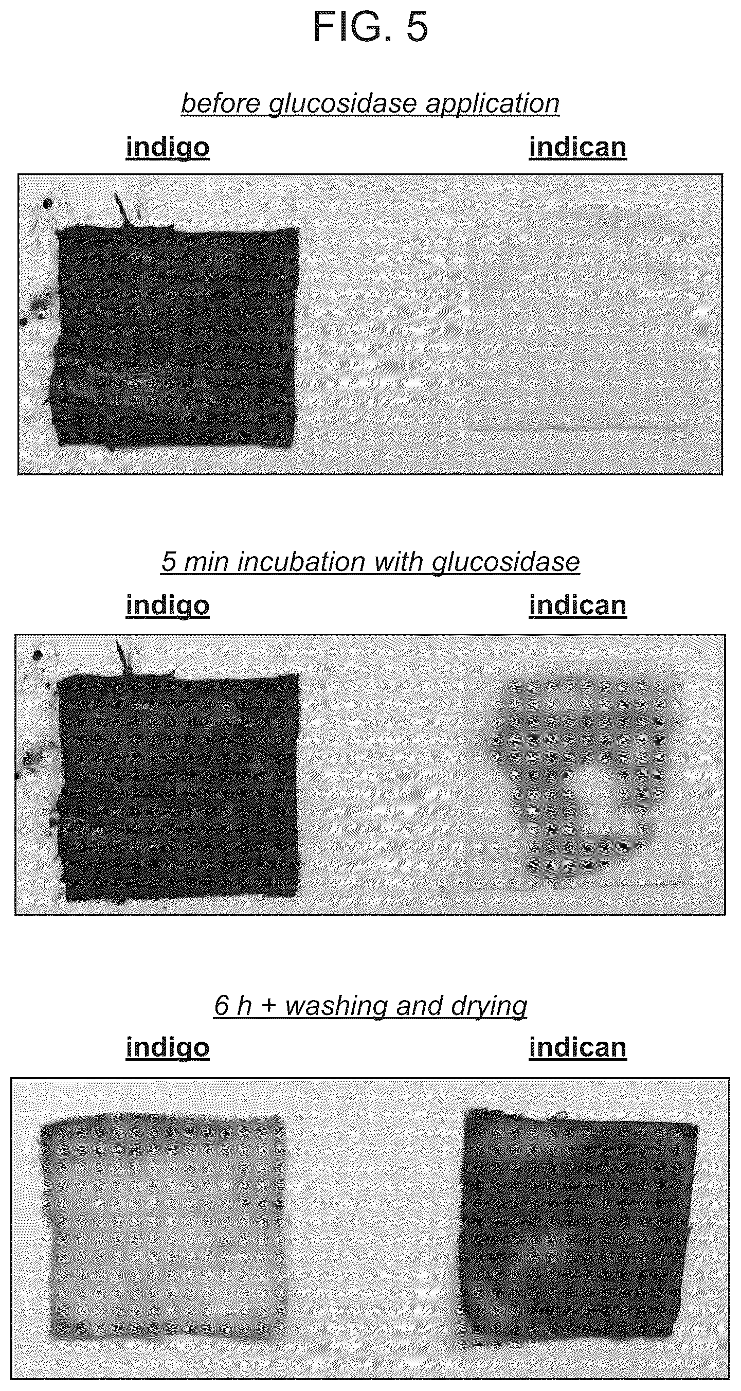 Patent US12098405 Figure 3 – Protecting group chemistry for clean, reductant-free dyeing
