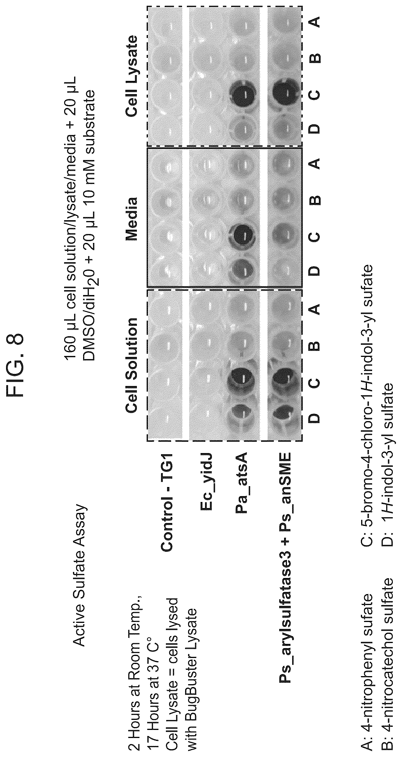 Patent US12098405 Figure 5 – Protecting group chemistry for clean, reductant-free dyeing