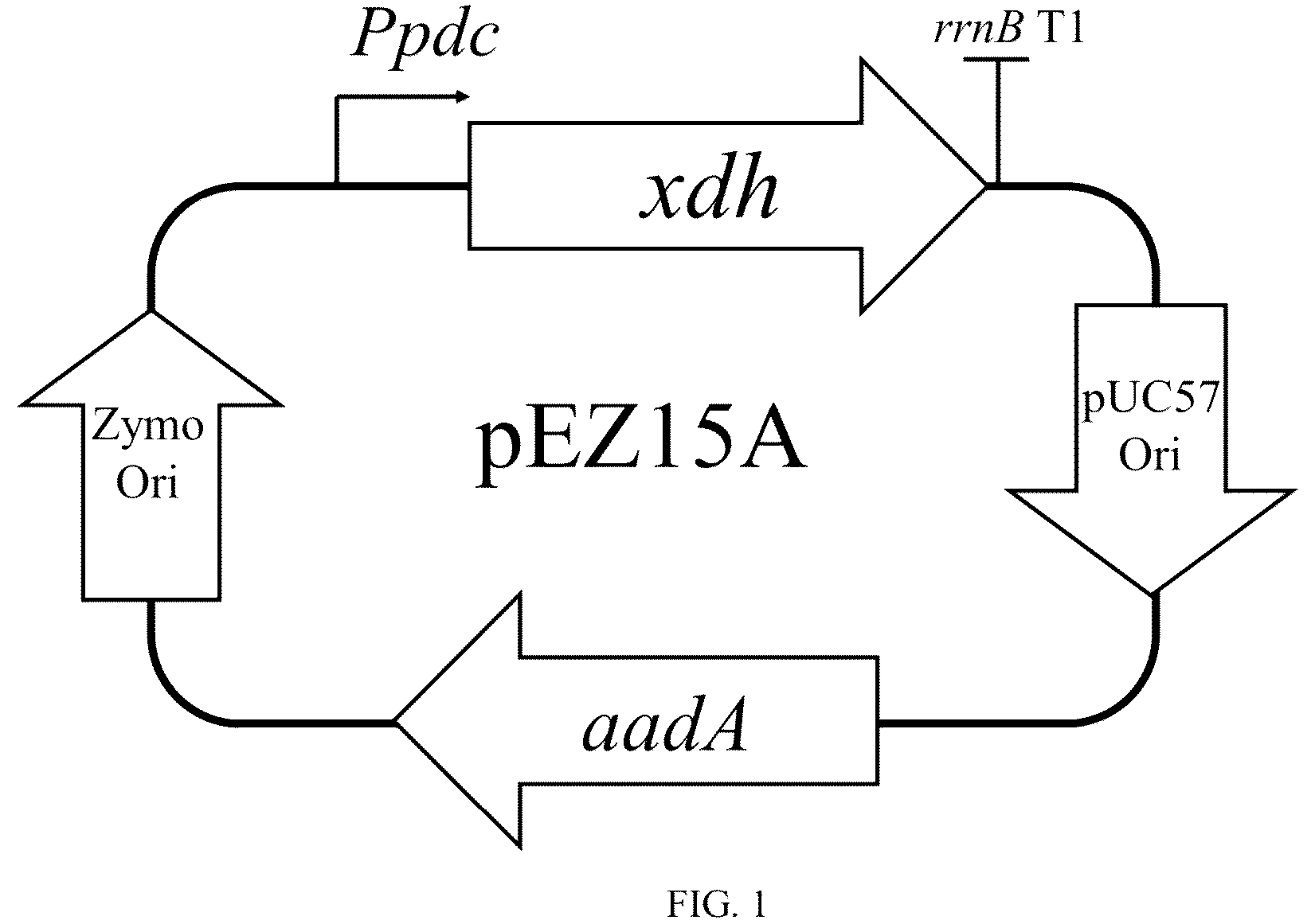 Patent US12098410 Figure 1 – Recombinant Zymomonas mobilis for producing ethylene glycol, method and uses thereof