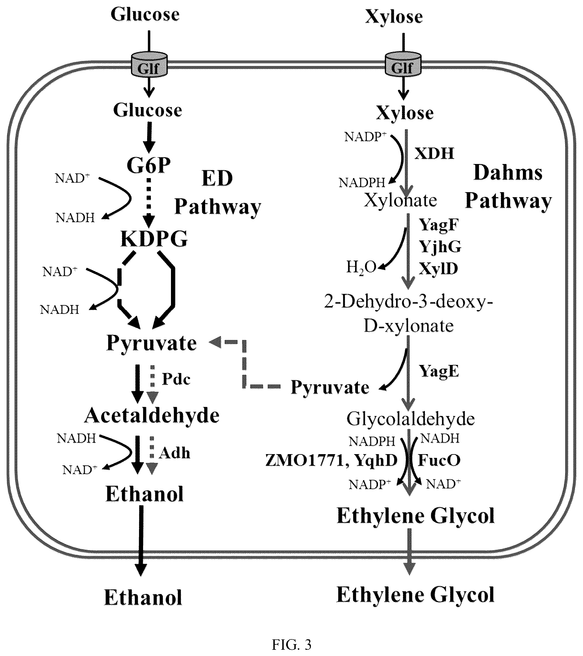 Patent US12098410 Figure 6 – Recombinant Zymomonas mobilis for producing ethylene glycol, method and uses thereof