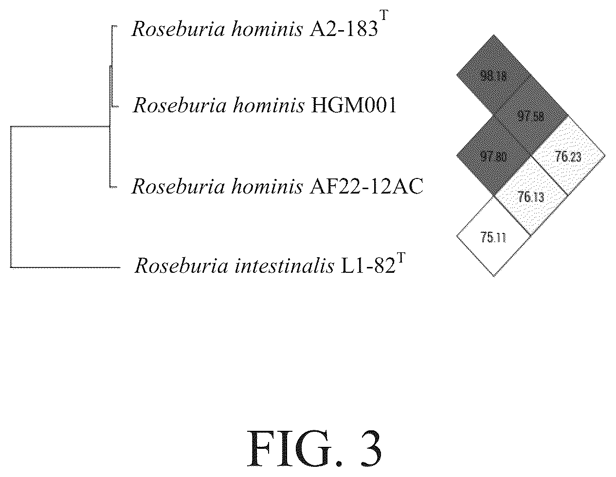 Patent US12098412 Figure 3 – Roseburia hominis HGM001 isolate and use thereof