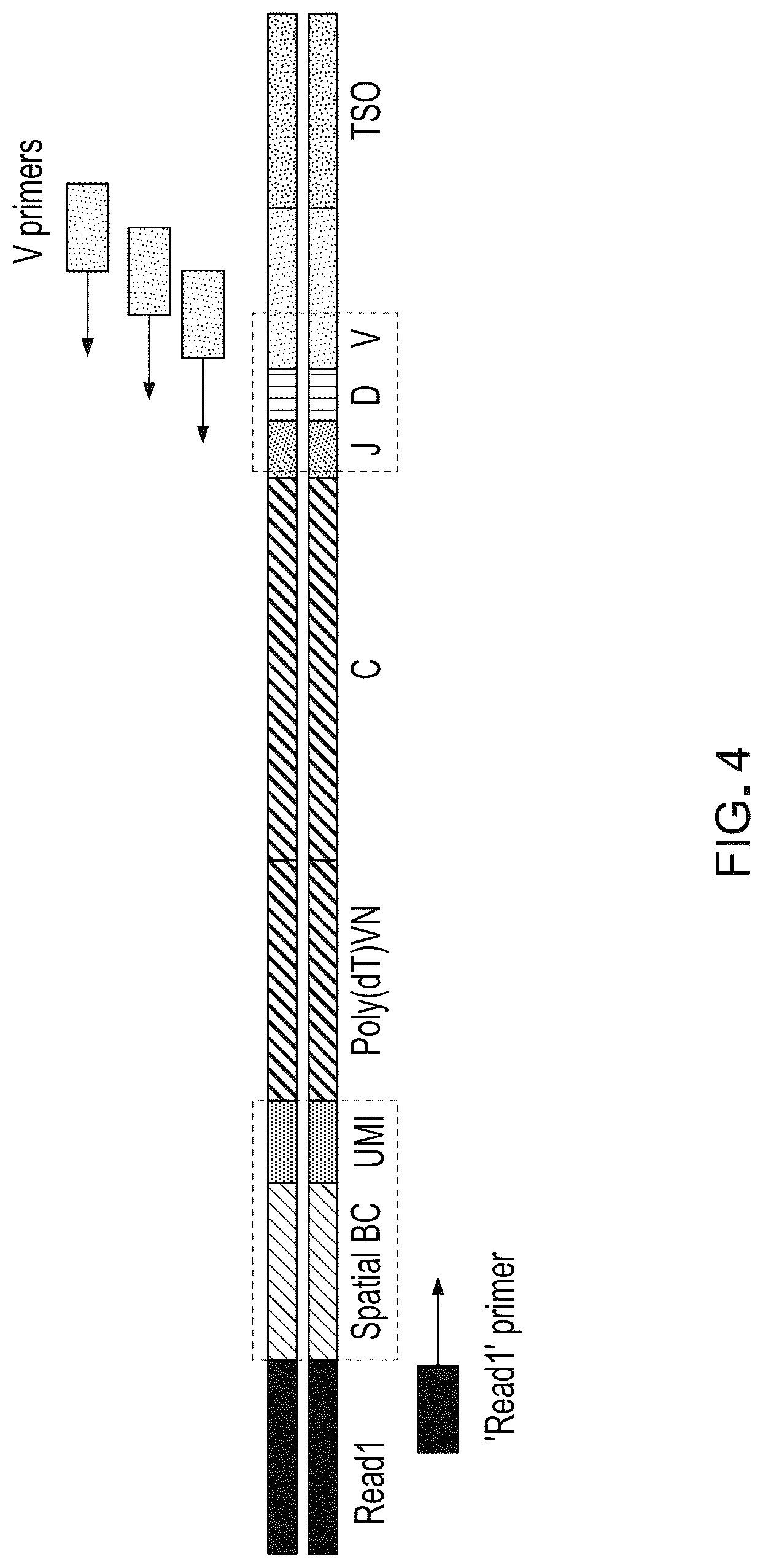 Patent US12098417 Figure 4 – Spatial transcriptomics for antigen-receptors