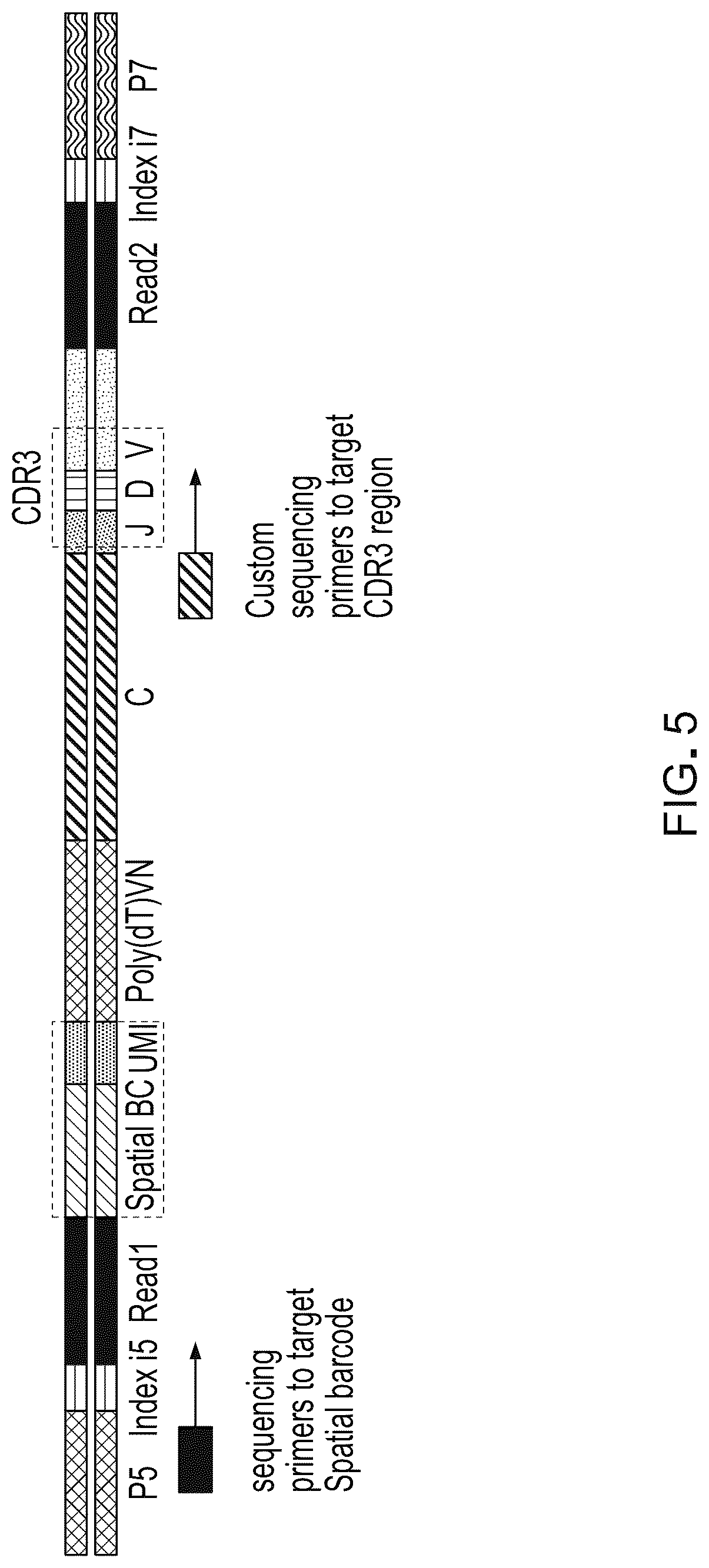 Patent US12098417 Figure 5 – Spatial transcriptomics for antigen-receptors