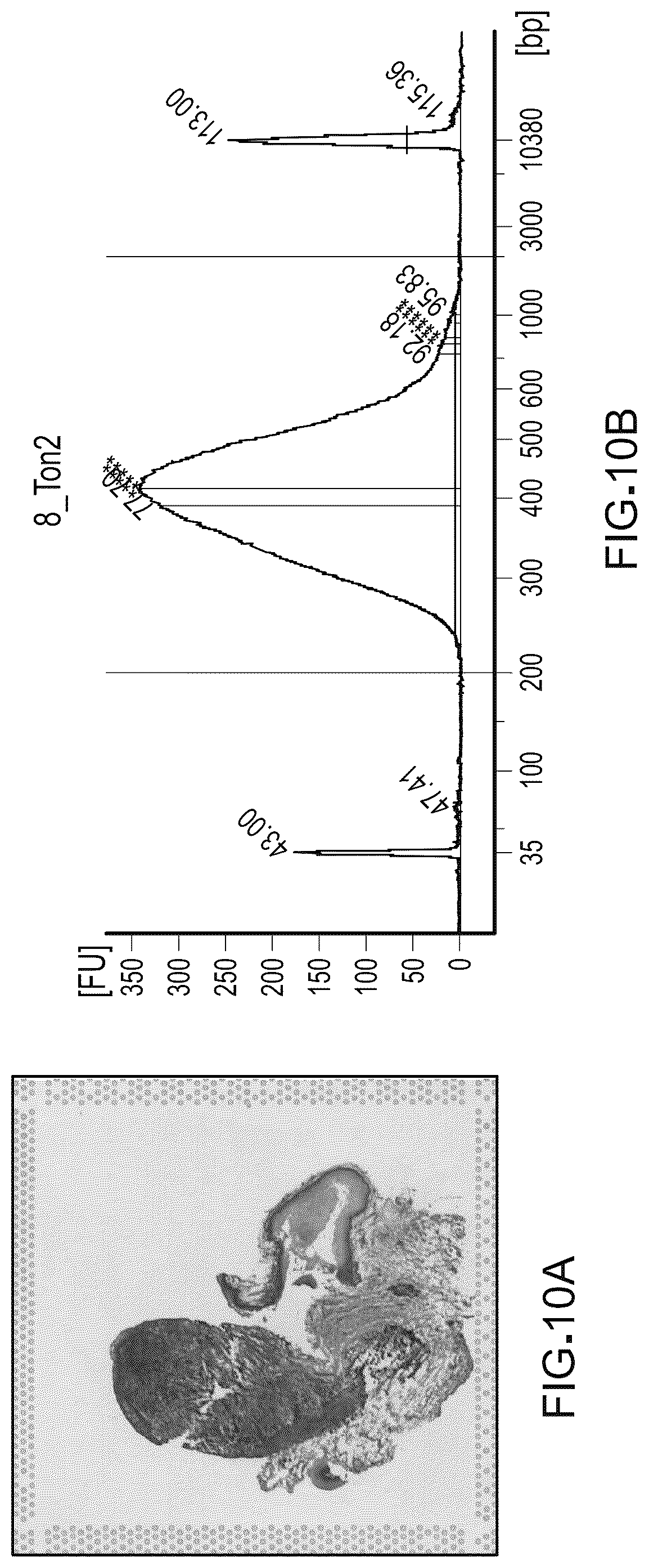 Patent US12098417 Figure 10 – Spatial transcriptomics for antigen-receptors