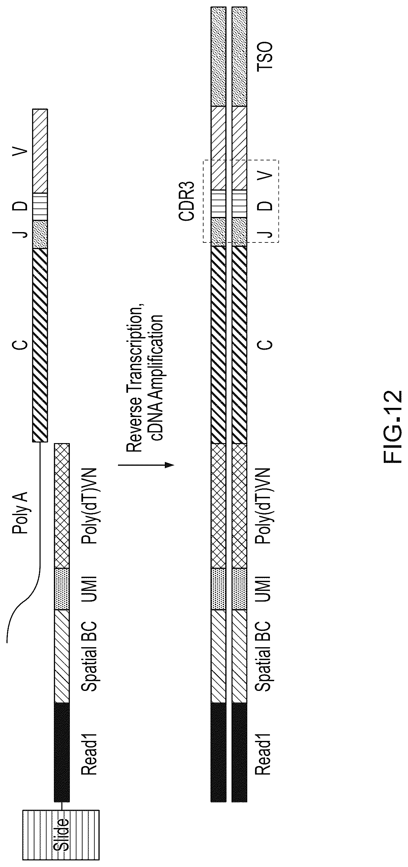 Patent US12098417 Figure 12 – Spatial transcriptomics for antigen-receptors