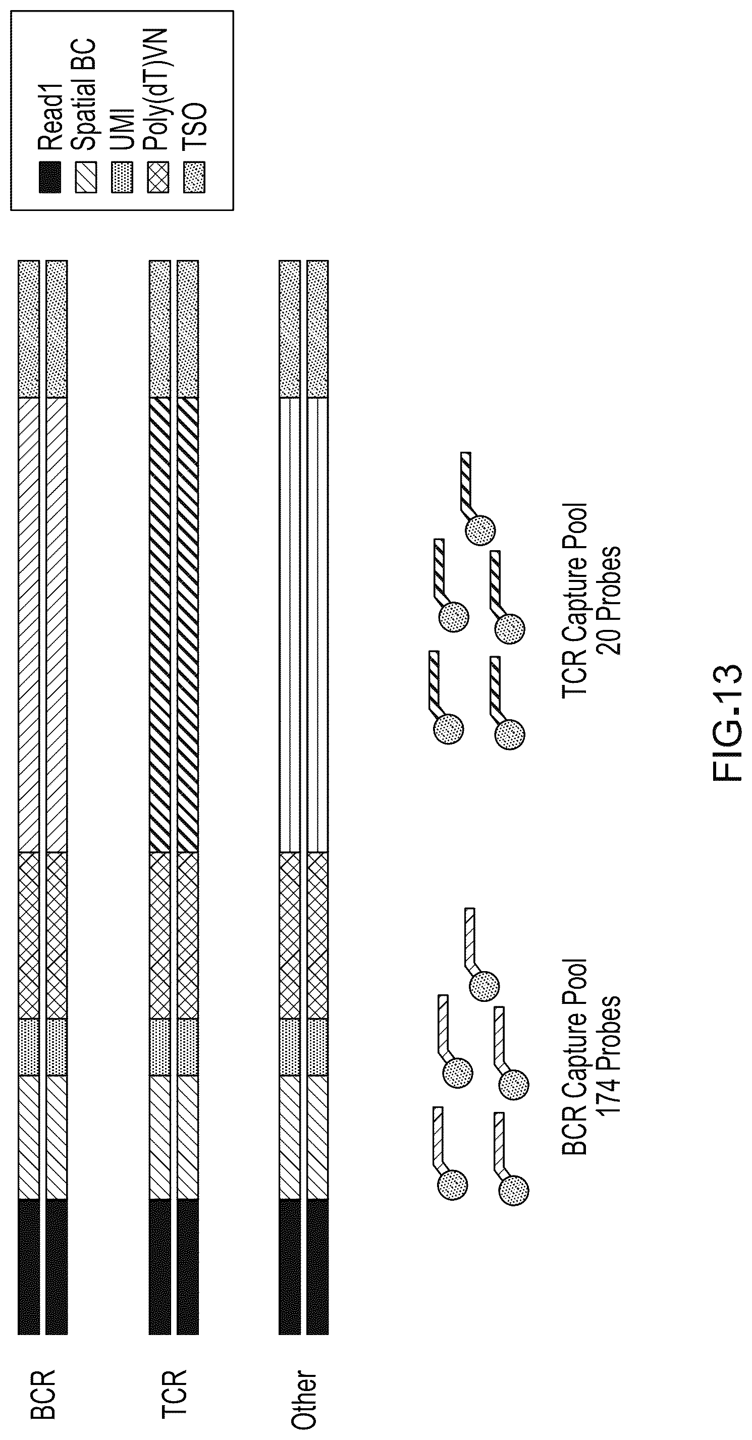 Patent US12098417 Figure 13 – Spatial transcriptomics for antigen-receptors