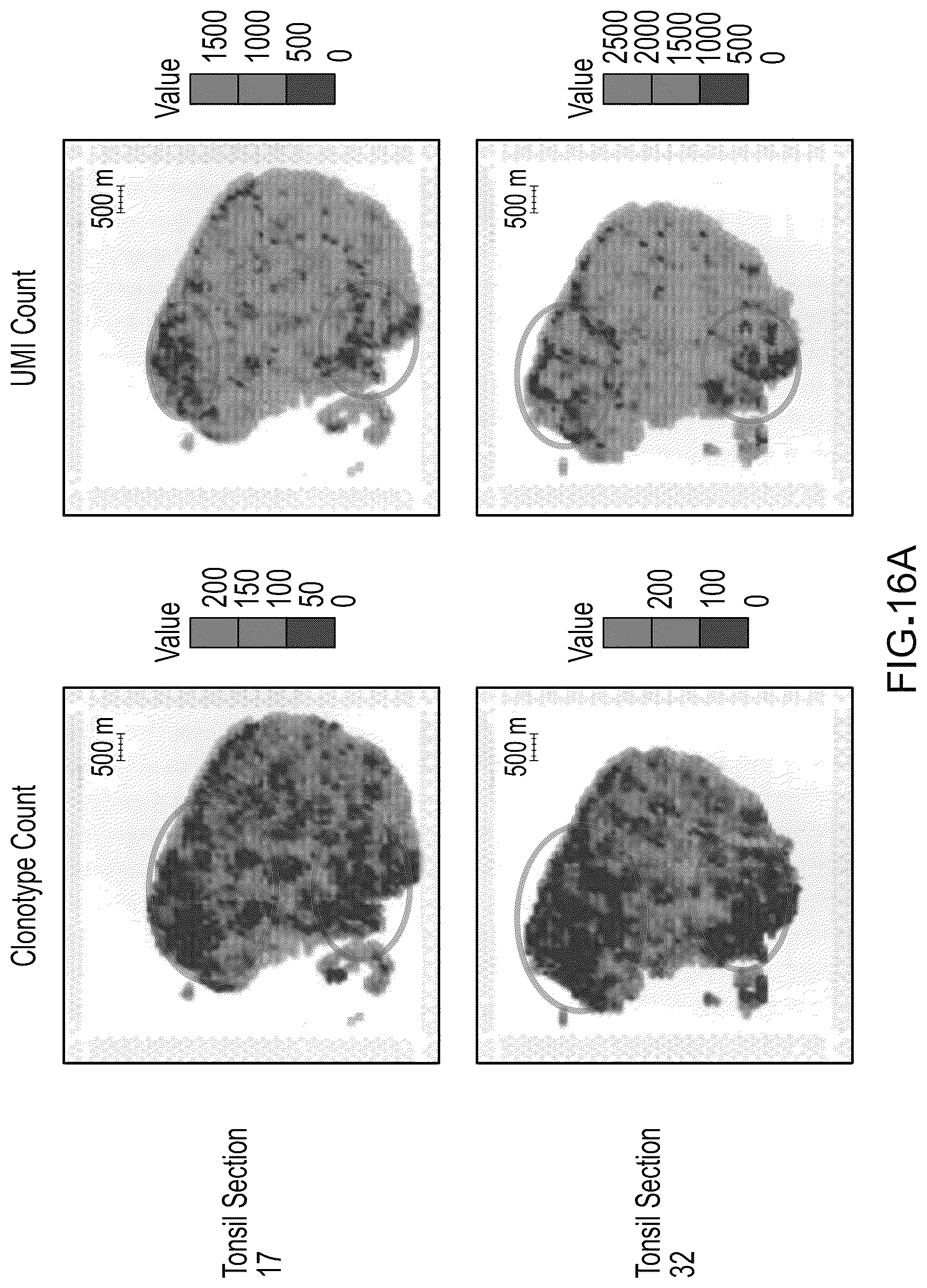 Patent US12098417 Figure 16 – Spatial transcriptomics for antigen-receptors