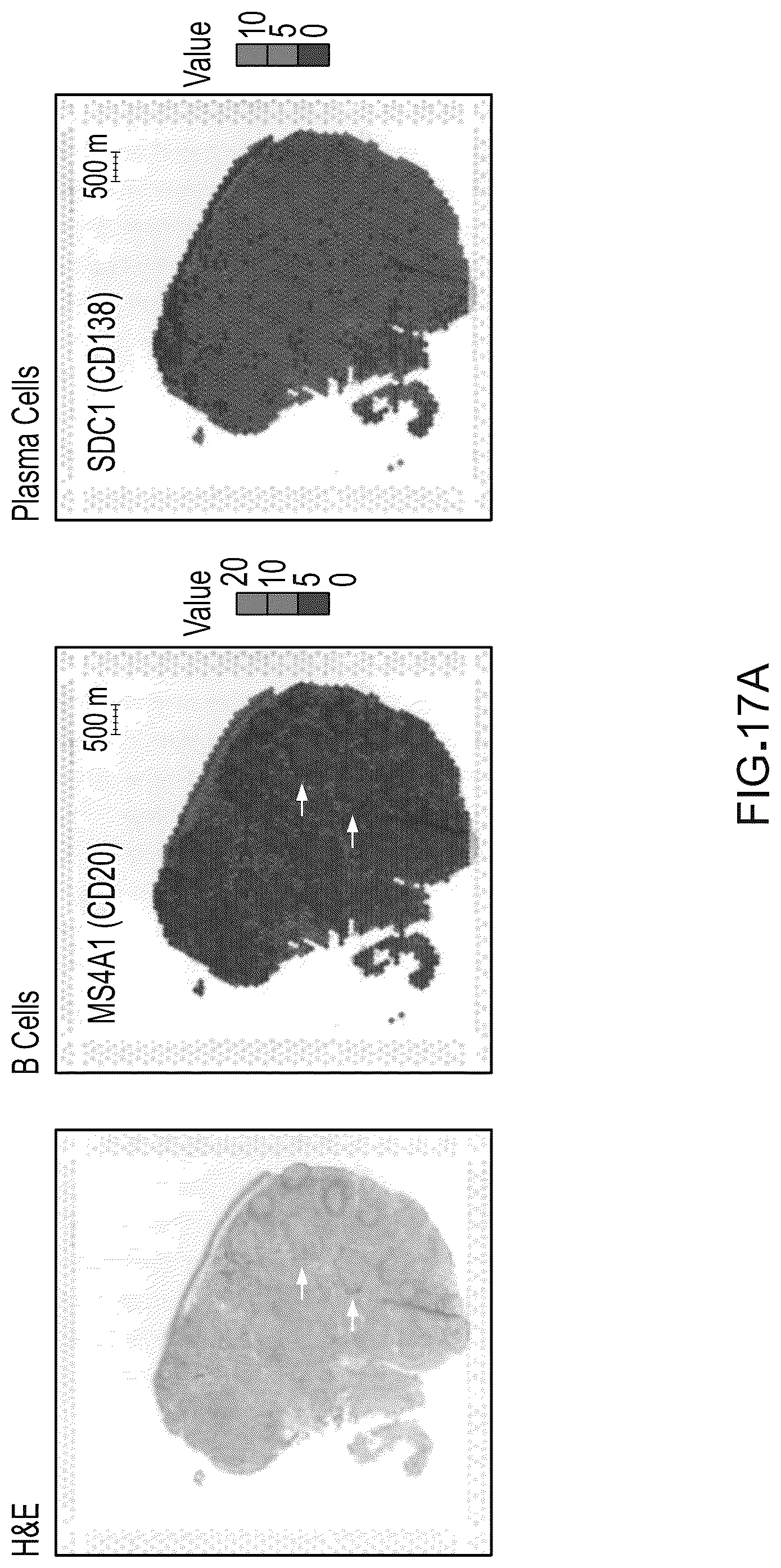 Patent US12098417 Figure 19 – Spatial transcriptomics for antigen-receptors
