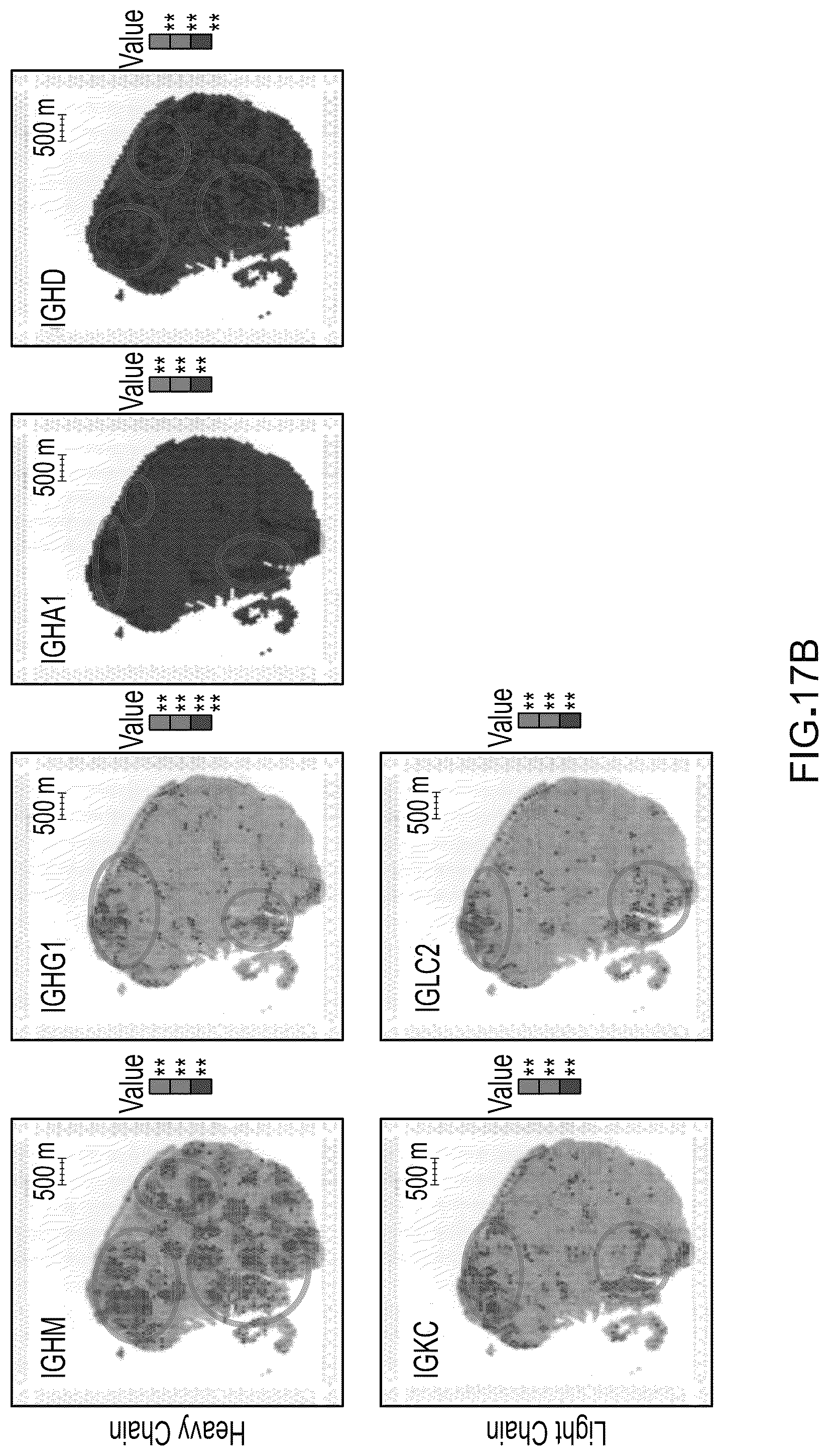 Patent US12098417 Figure 20 – Spatial transcriptomics for antigen-receptors