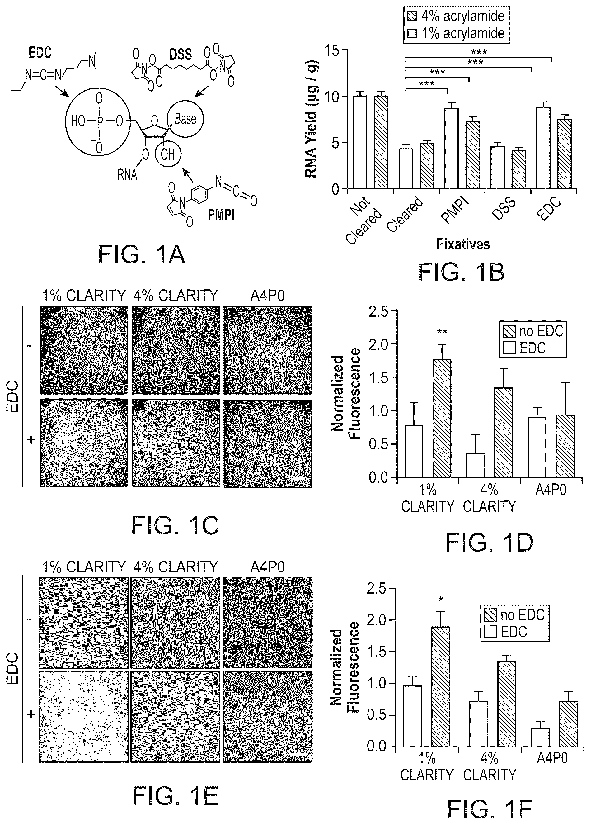 Patent US12098418 Figure 1 – RNA fixation and detection in CLARITY-based hydrogel tissue