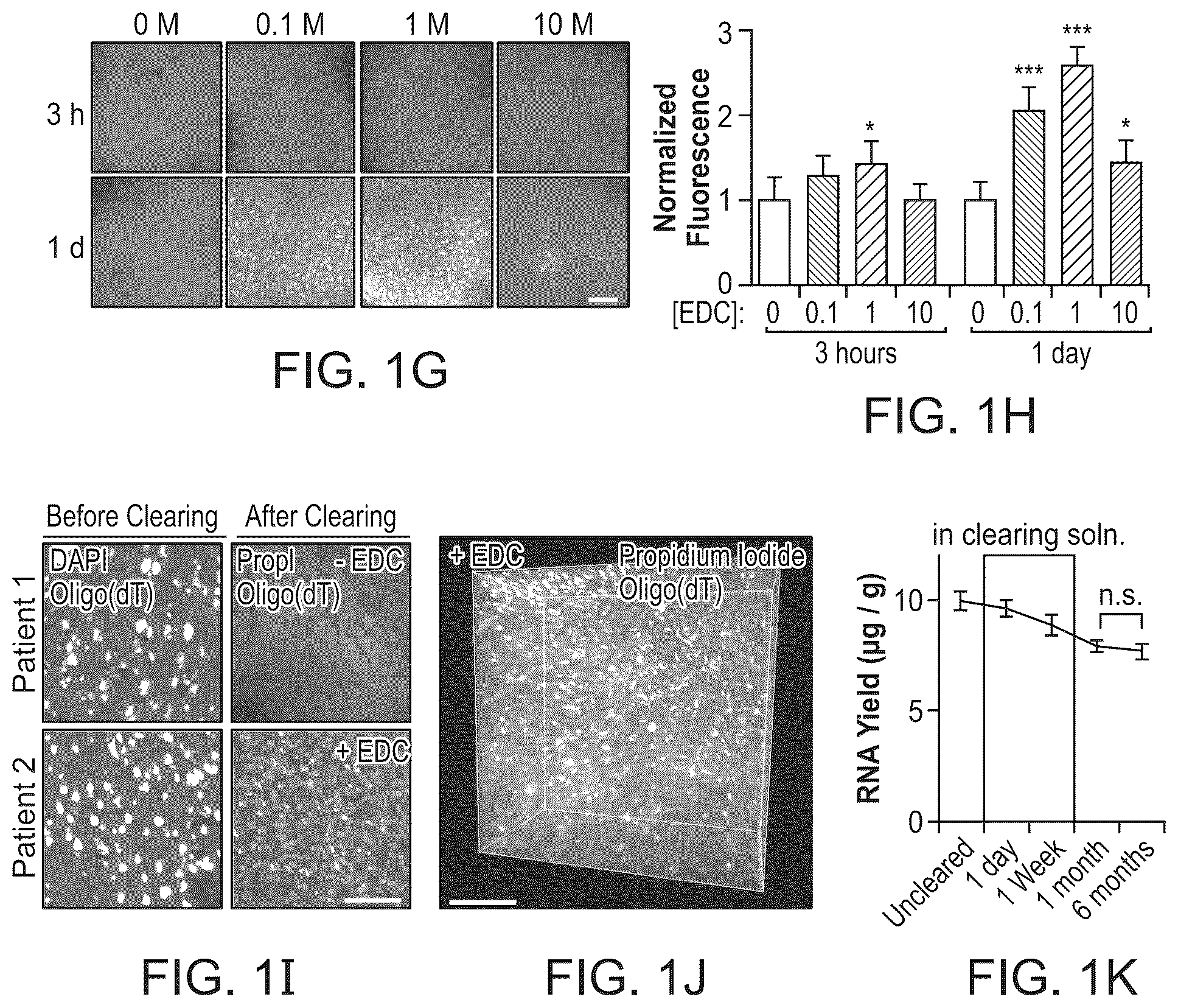 Patent US12098418 Figure 2 – RNA fixation and detection in CLARITY-based hydrogel tissue