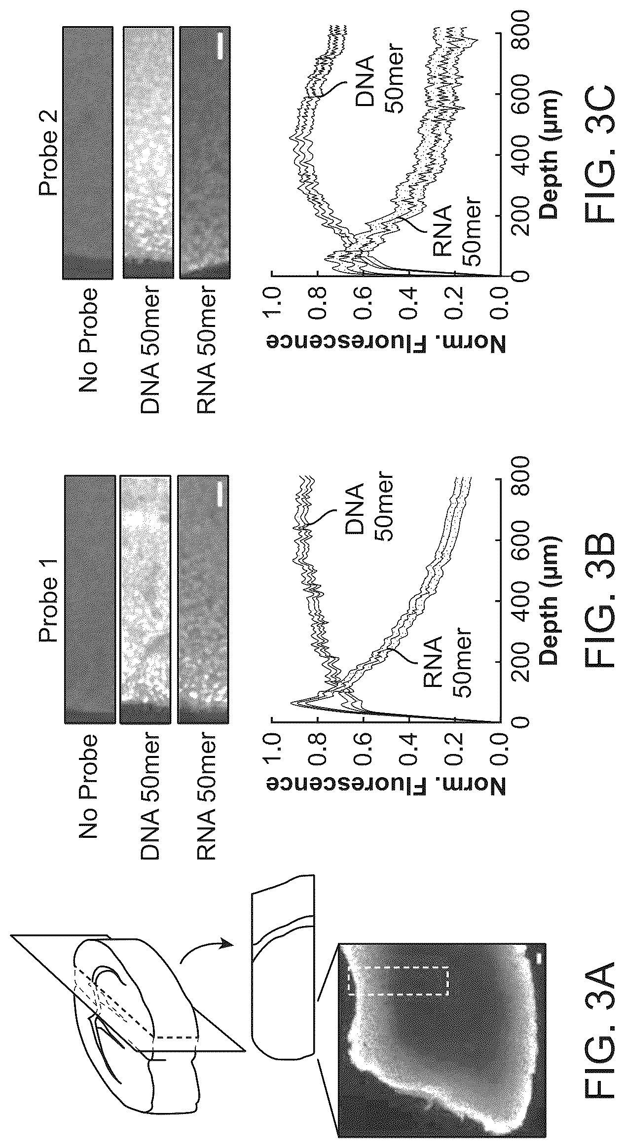 Patent US12098418 Figure 4 – RNA fixation and detection in CLARITY-based hydrogel tissue
