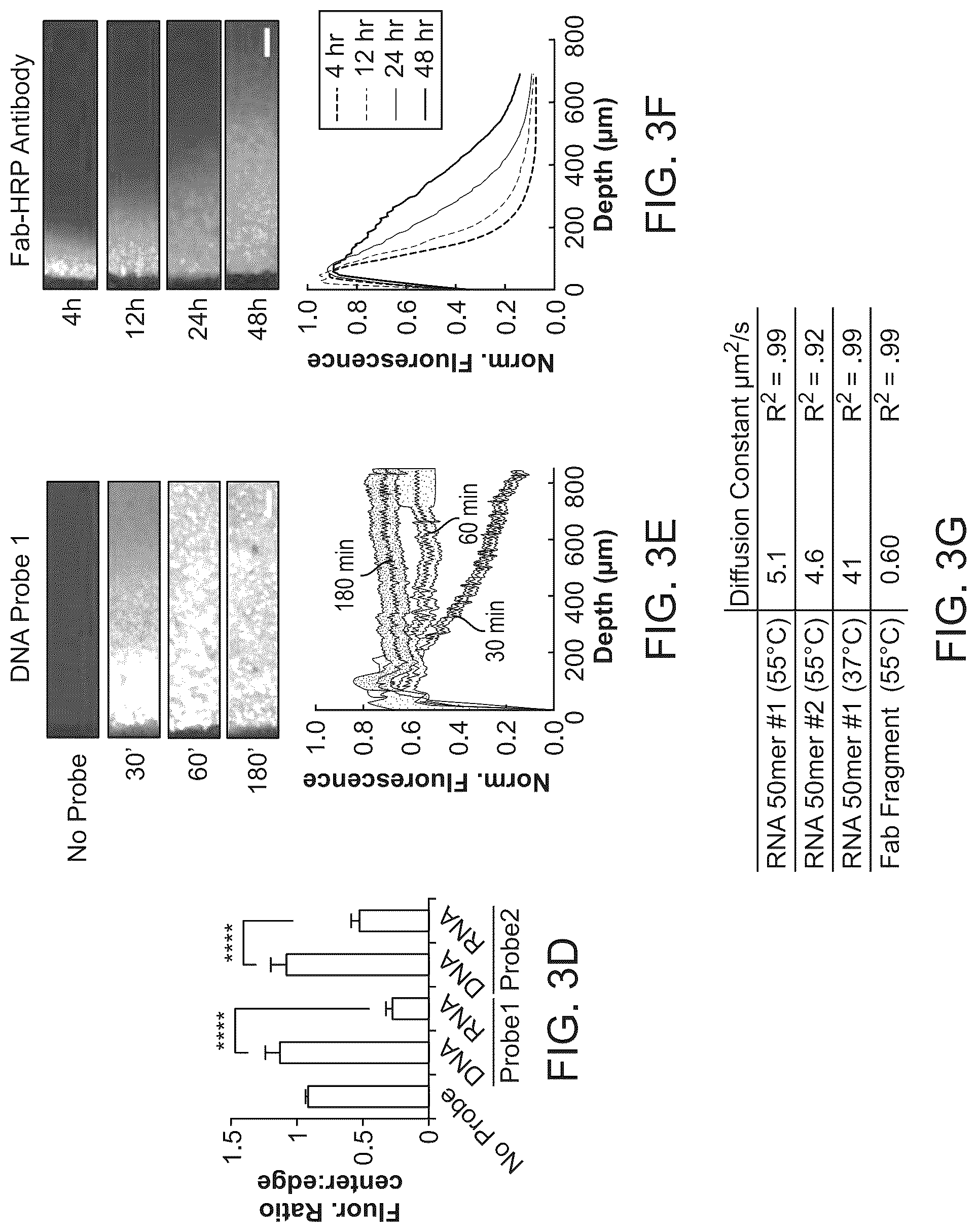 Patent US12098418 Figure 5 – RNA fixation and detection in CLARITY-based hydrogel tissue