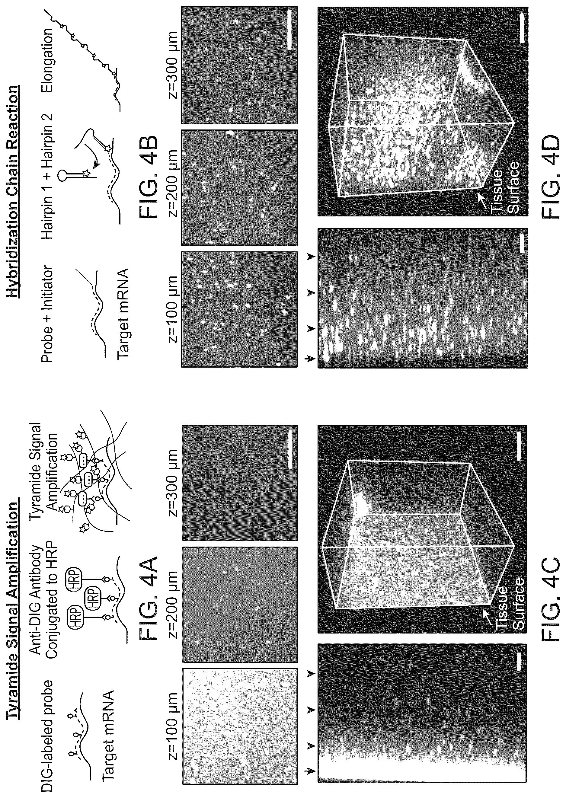Patent US12098418 Figure 6 – RNA fixation and detection in CLARITY-based hydrogel tissue