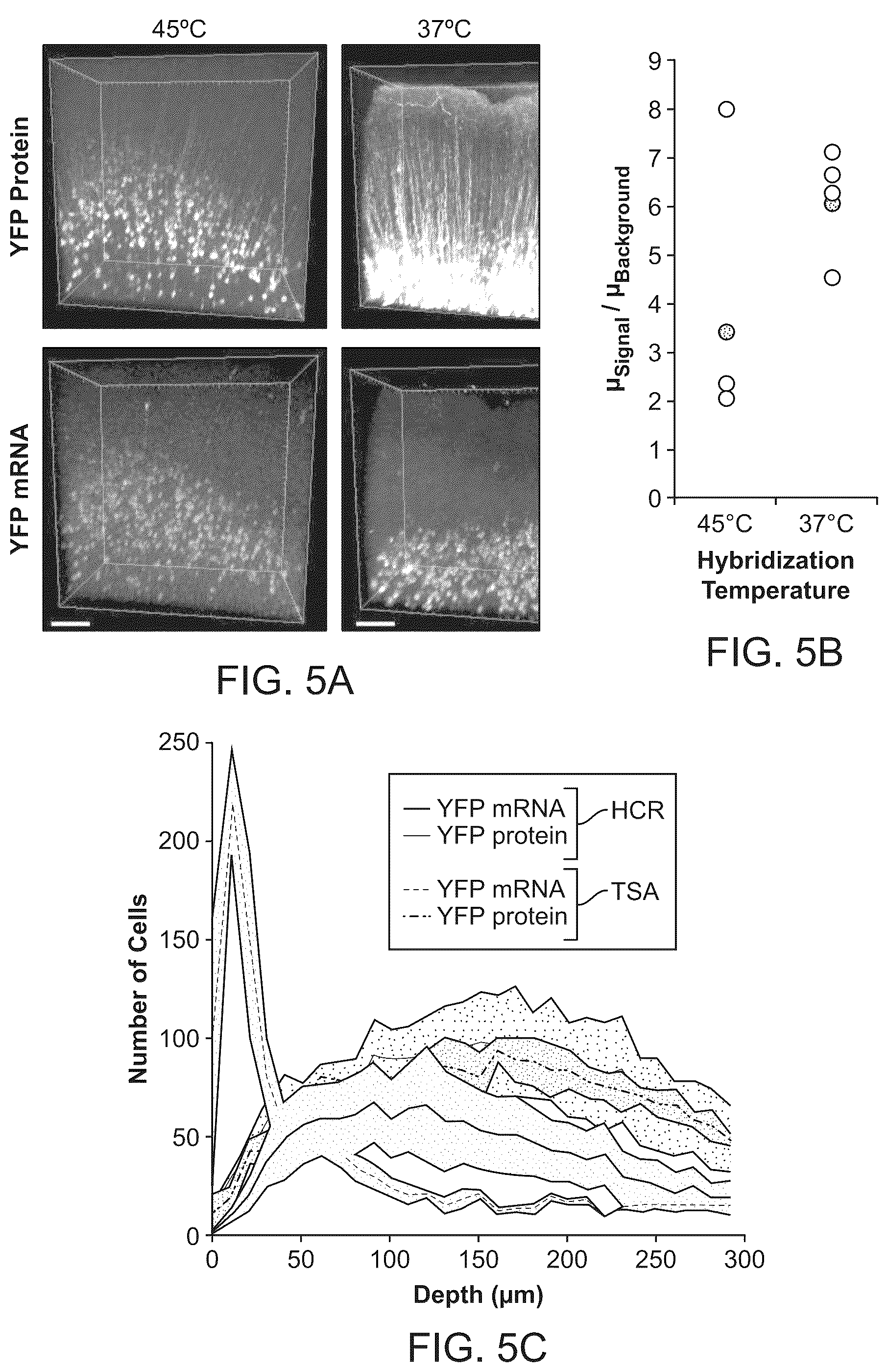 Patent US12098418 Figure 8 – RNA fixation and detection in CLARITY-based hydrogel tissue