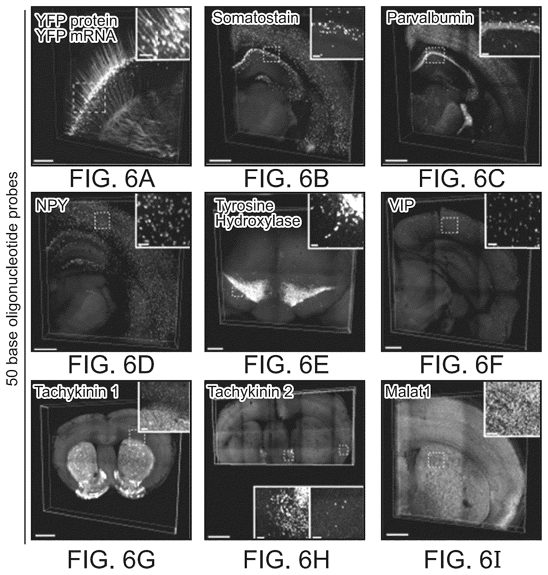 Patent US12098418 Figure 9 – RNA fixation and detection in CLARITY-based hydrogel tissue