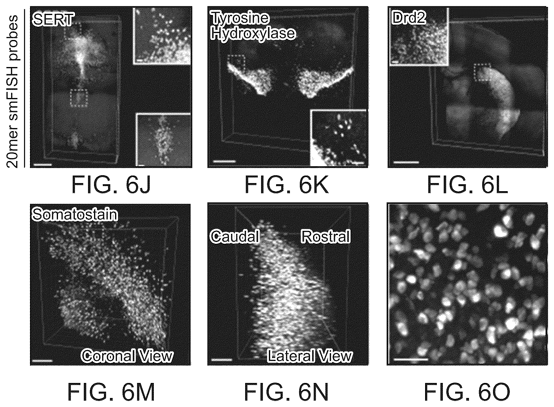 Patent US12098418 Figure 10 – RNA fixation and detection in CLARITY-based hydrogel tissue