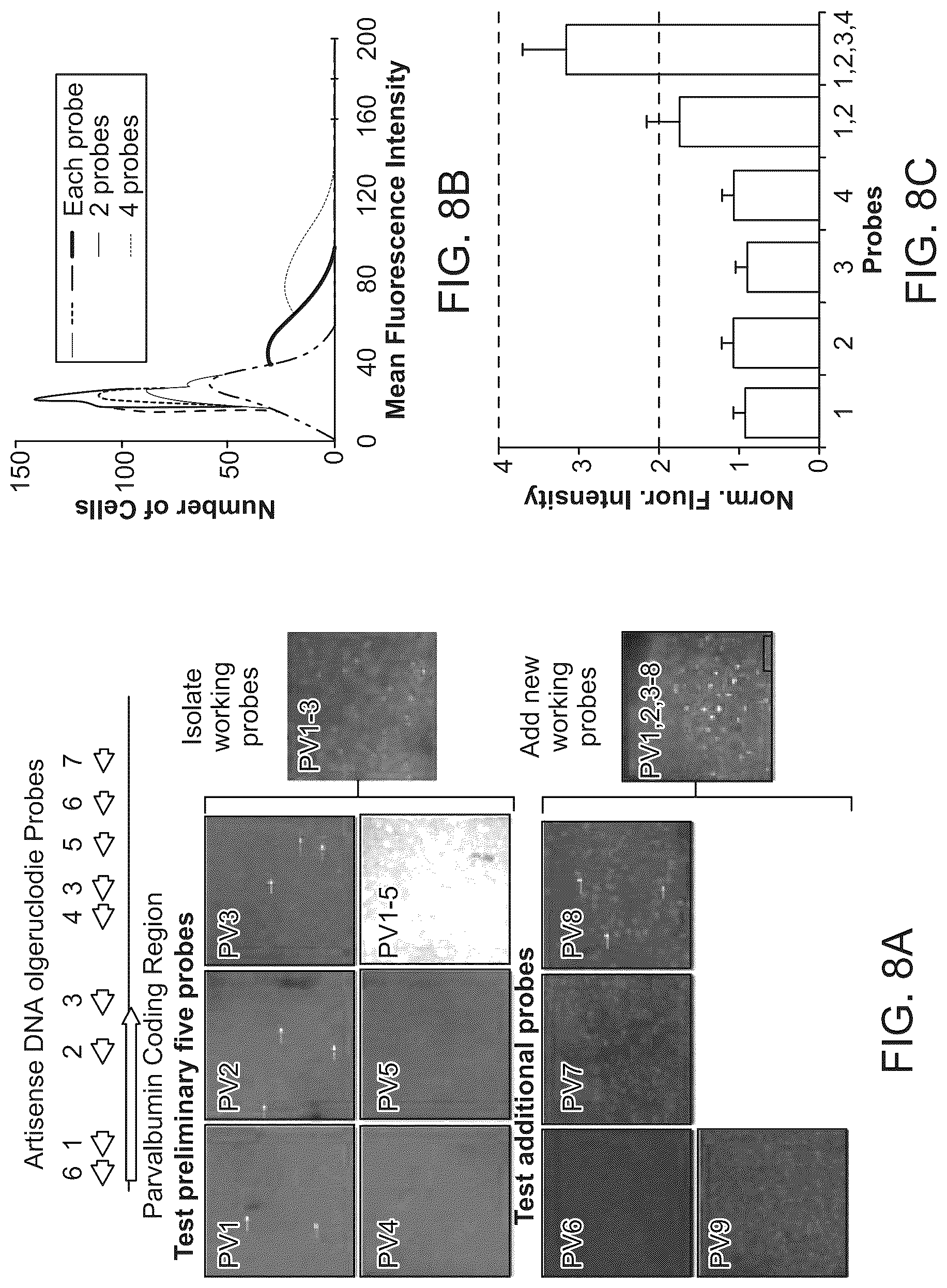 Patent US12098418 Figure 12 – RNA fixation and detection in CLARITY-based hydrogel tissue