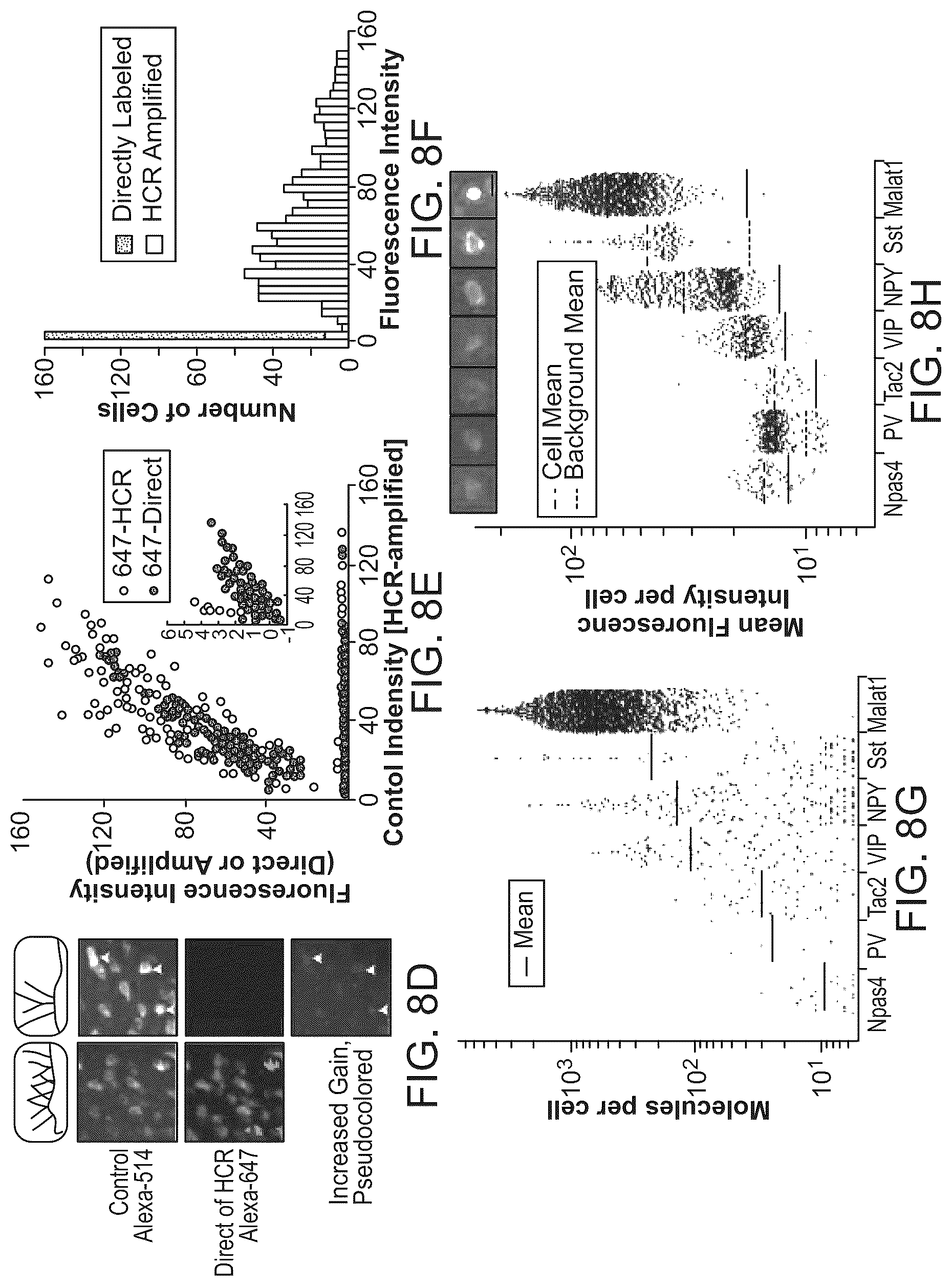 Patent US12098418 Figure 13 – RNA fixation and detection in CLARITY-based hydrogel tissue