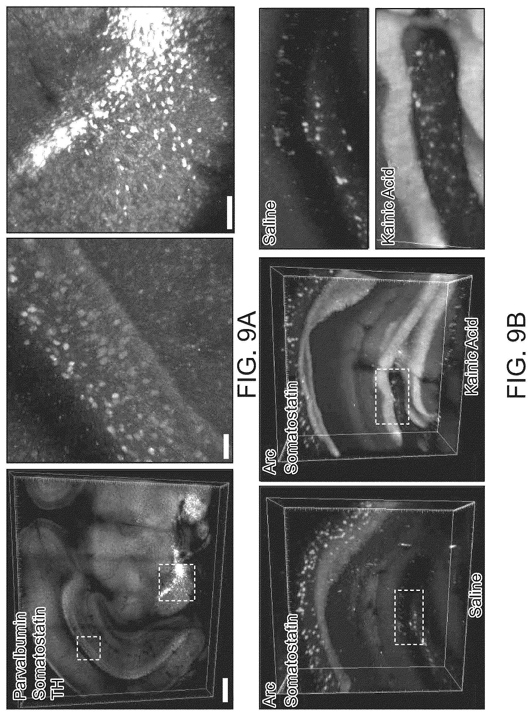 Patent US12098418 Figure 14 – RNA fixation and detection in CLARITY-based hydrogel tissue