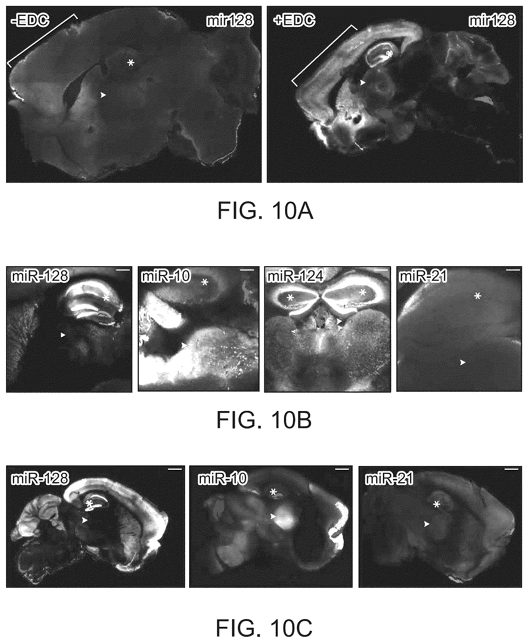 Patent US12098418 Figure 15 – RNA fixation and detection in CLARITY-based hydrogel tissue