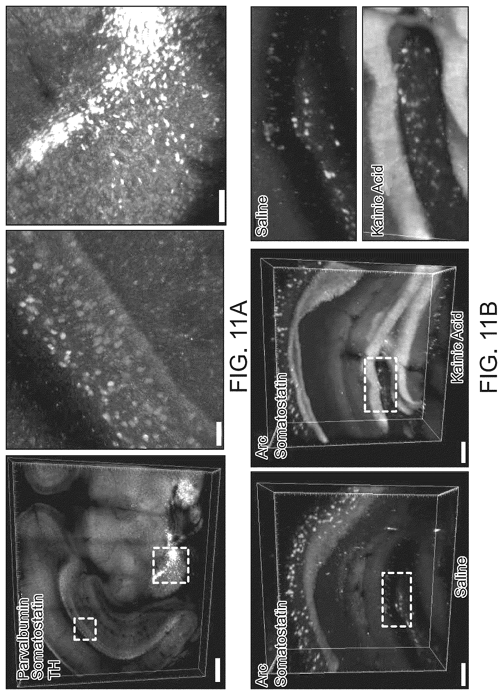 Patent US12098418 Figure 16 – RNA fixation and detection in CLARITY-based hydrogel tissue