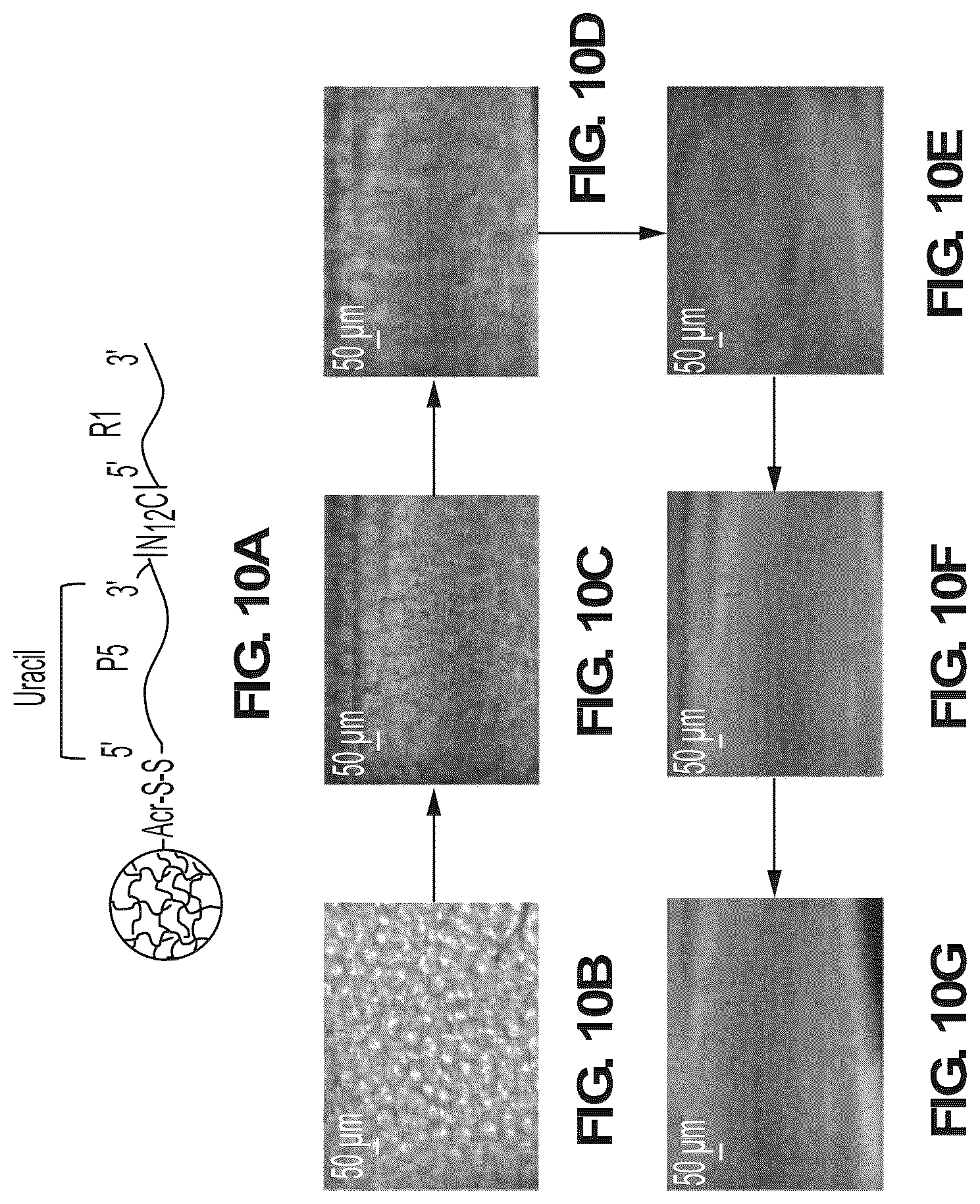 Patent US12098423 Figure 17 – Methods and systems for processing polynucleotides