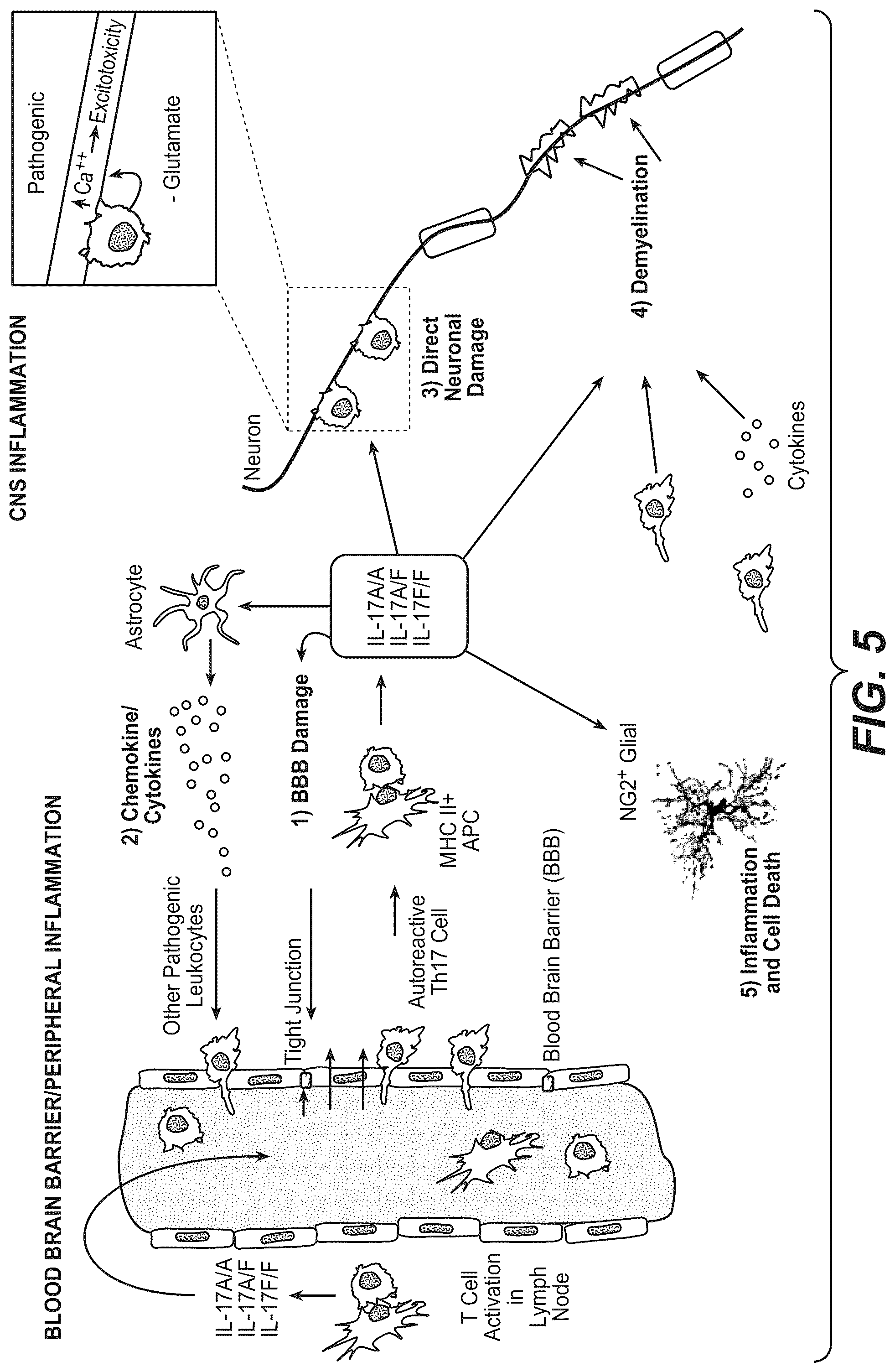 Patent US12098426 Figure 8 – Gene expression markers and treatment of multiple sclerosis