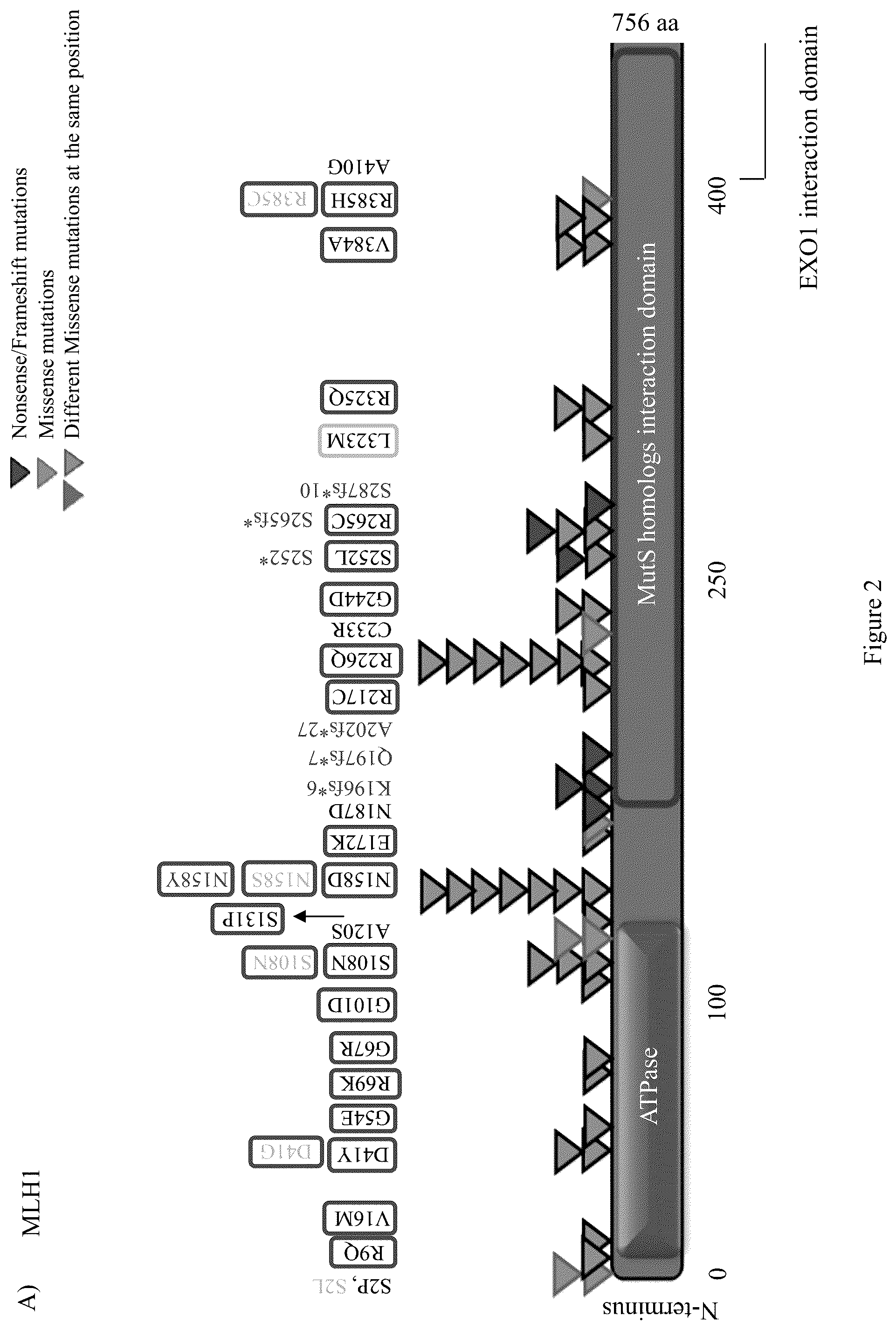 Patent US12098428 Figure 2 – Frequent EGFR and NTRK somatic mutations in colorectal cancer (CRC) with microsatellite instability (MSI)