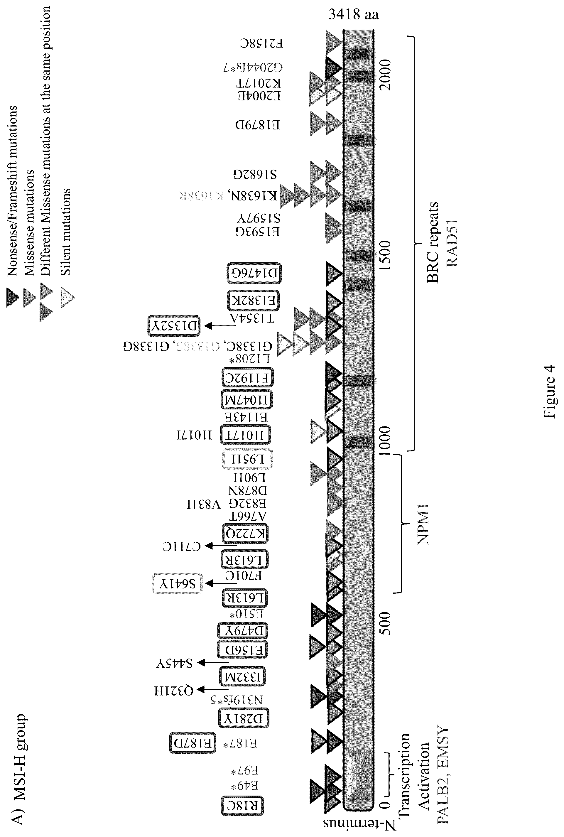 Patent US12098428 Figure 10 – Frequent EGFR and NTRK somatic mutations in colorectal cancer (CRC) with microsatellite instability (MSI)
